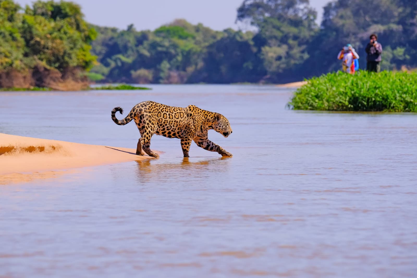 Nah genug, um das Tropfen des Wassers zu hören, und den Auslöser. Ein Jaguar schreitet von einem Sandstrand ins flache Flusswasser, während Fotografen im Hintergrund die Szene festhalten
