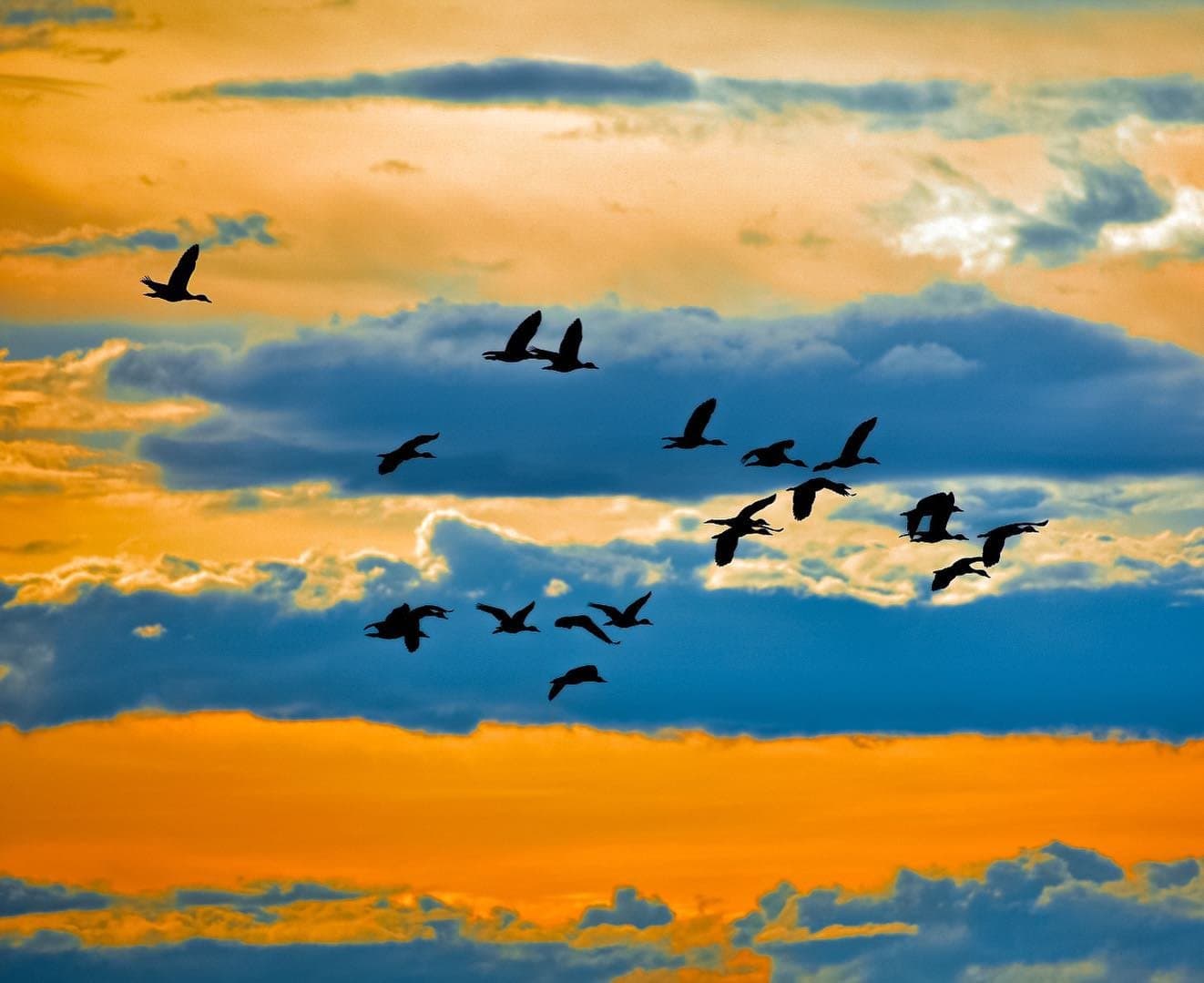 Feierabend auf Pantanal-Art, die Vögel kennen den Weg. Schwarm großer Wasservögel als Silhouette vor einem leuchtend orange-blauen Abendhimmel auf einer Pantanal-Jaguar-Budget-Safari