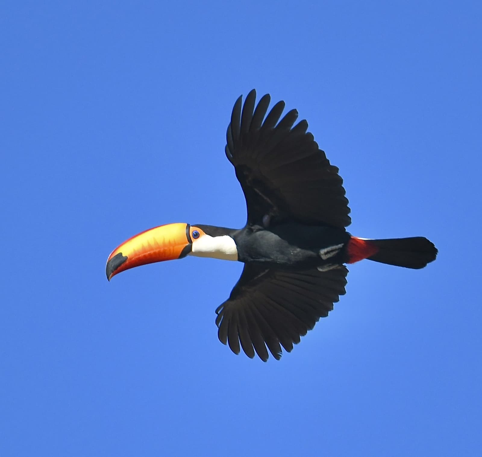 Dieser Schnabel braucht keinen zweiten Blick, er fordert ihn. Ein Tukан mit leuchtend orange-gelbem Schnabel fliegt vor strahlend blauem Himmel im Pantanal