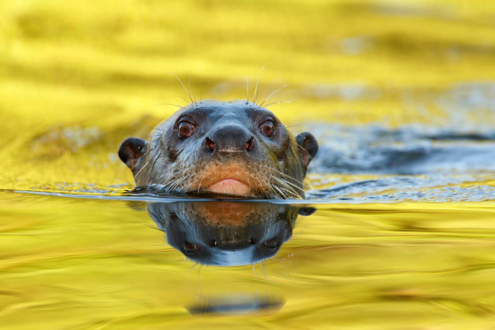 Auf Augenhöhe mit einem der faszinierendsten Räuber des Pantanal. Photo: thejack Ein Riesenotter schaut direkt in die Kamera, sein Gesicht halb unter der goldglänzenden Wasseroberfläche versunken