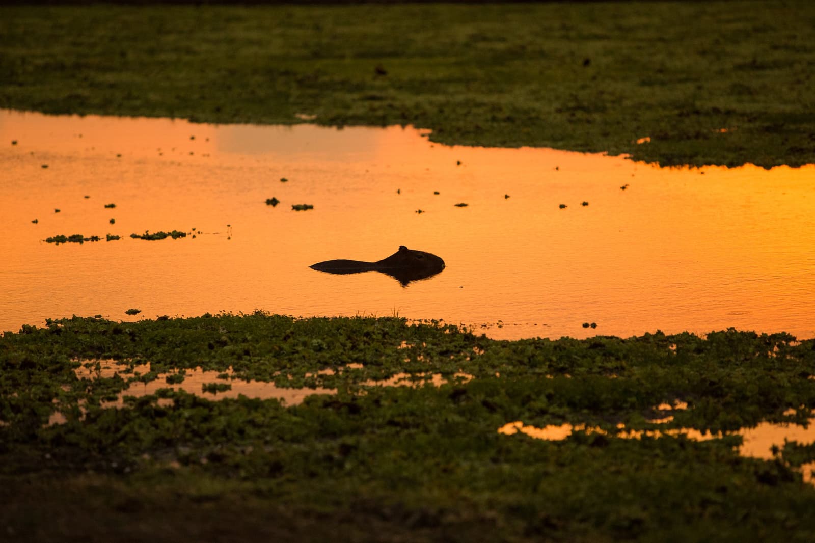 Kaum mehr als ein Kopf über der Wasseroberfläche, ein Capybara treibt durch flüssiges Gold. Photo: Alexis Prappas Ein Wasserschwein als Silhouette vor einem leuchtend orangefarbenen Sonnenuntergangsspiegelbild auf einem überfluteten Feuchtgebiet beim Pantanal-Jaguar-Safari in Porto Jofre