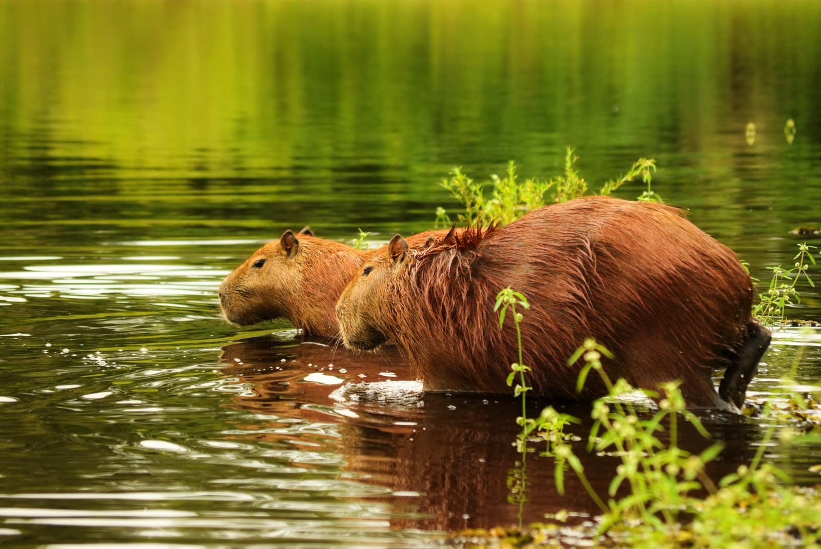 Durchnässt und völlig gelassen, zwei Wasserschweine auf Erkundungstour. Photo: JohannesCompaan Zwei Wasserschweine waten nebeneinander durch flaches Wasser, ihr nasses rotbraunes Fell spiegelt sich im grün schimmernden Wasser wider