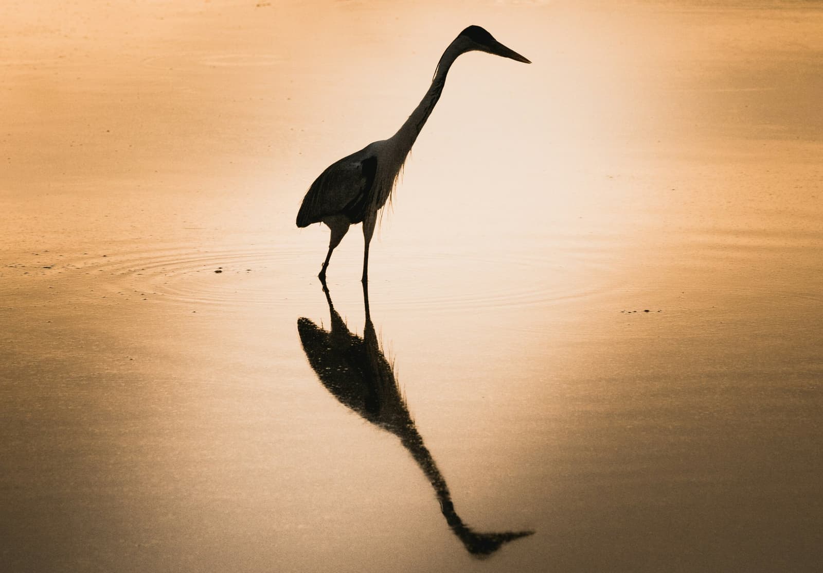 Spiegelgleich, der Schattenriss eines Reihers brennt golden auf reglosem Wasser. Ein großer Watvogel als Silhouette vor einem goldenen Sonnenuntergang, sein Spiegelbild im stillen flachen Wasser während einer Pantanal-Safari