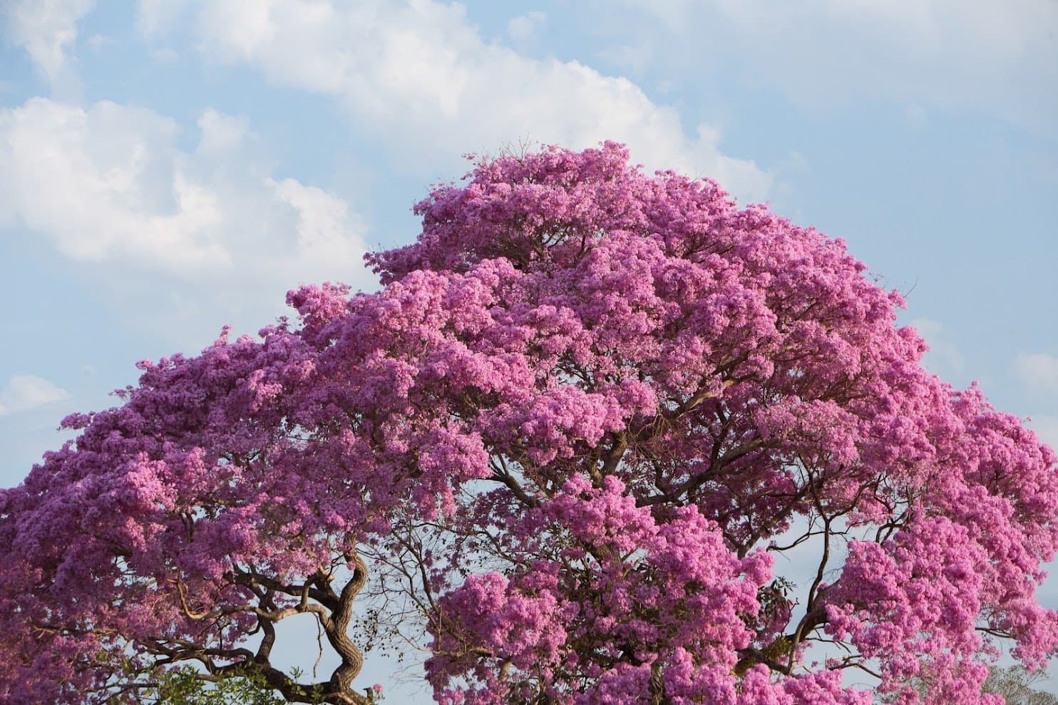 Magentafarbene Blütenpracht über dem Pantanal, Natur pur. Photo: Alexis Prappas Ein riesiger, vollständig erblühter Baum mit leuchtend rosafarbenen Blüten vor blauem Himmel