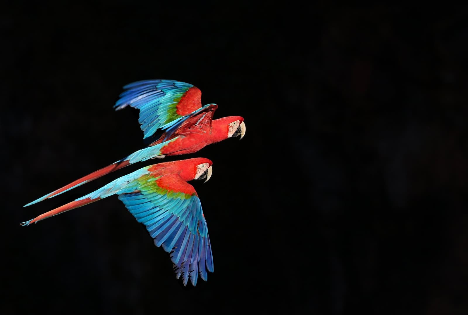 Feuerrot gegen Schwarz, zwei Aras in vollem Flug. Photo: Paulo Barreiros Zwei Hellrote Aras im Flug vor schwarzem Hintergrund, leuchtend rote, grüne und blaue Schwingen weit ausgebreitet