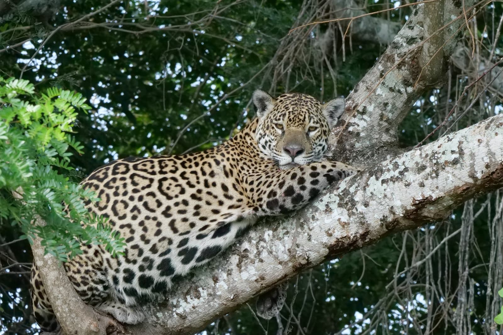 Auf einem Ast ausgestreckt, vollkommen entspannt, ein Jaguar ganz in seinem Element. Photo: Fearless on Four Wheels Ein Jaguar ruht auf einem breiten Ast beim Pantanal-Jaguar-Safari Porto Jofre und schaut direkt in die Kamera