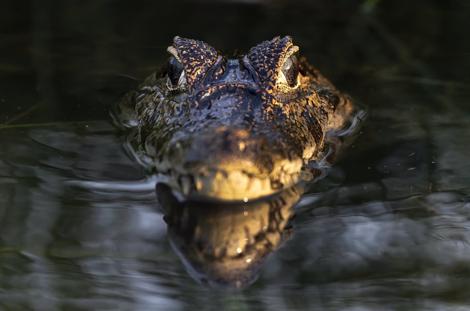 Hij heeft je gezien. Hij maakt zich geen zorgen. Het bepantserde hoofd van een kaiman steekt net boven het donkere wateroppervlak uit, met goudkleurige snuit en alerte ogen in warm licht tijdens een Pantanal-tour vanuit Cuiabá