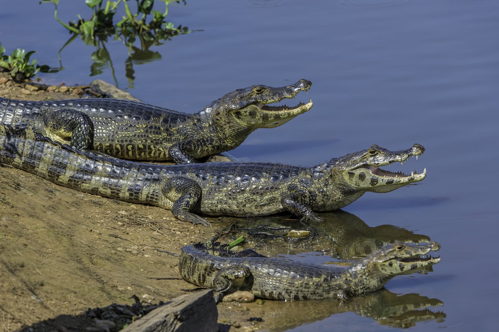Drie kaaiman, één oever, en niemand die zich iets aantrekt van persoonlijke ruimte. Twee yacare-kaaiman met open bek zonnebaden op een modderige rivieroever in de Pantanal, hun spiegelbeelden zichtbaar in het stille blauwe water
