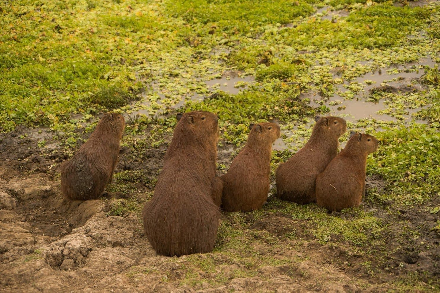 Zeven capibara's, één richting, geen uitleg. Een groep van zes capibara's staat waakzaam op een modderige oever naast een ondiep met waterplanten bedekt plas, tijdens een Pantanal-tour vanuit Cuiabá
