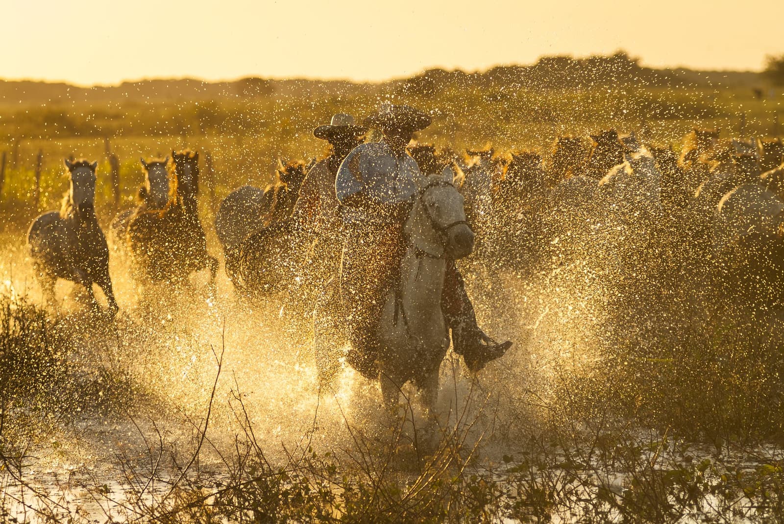 Dit is het Pantanal op zijn eerlijkst: modder, licht en eeuwenoude traditie. Een cowboy op een wit paard leidt een galopperend paardenteam door een overstroomd wetland bij gouden uur tijdens een Pantanal Tour vanuit Cuiabá, met spatten water in alle richtingen