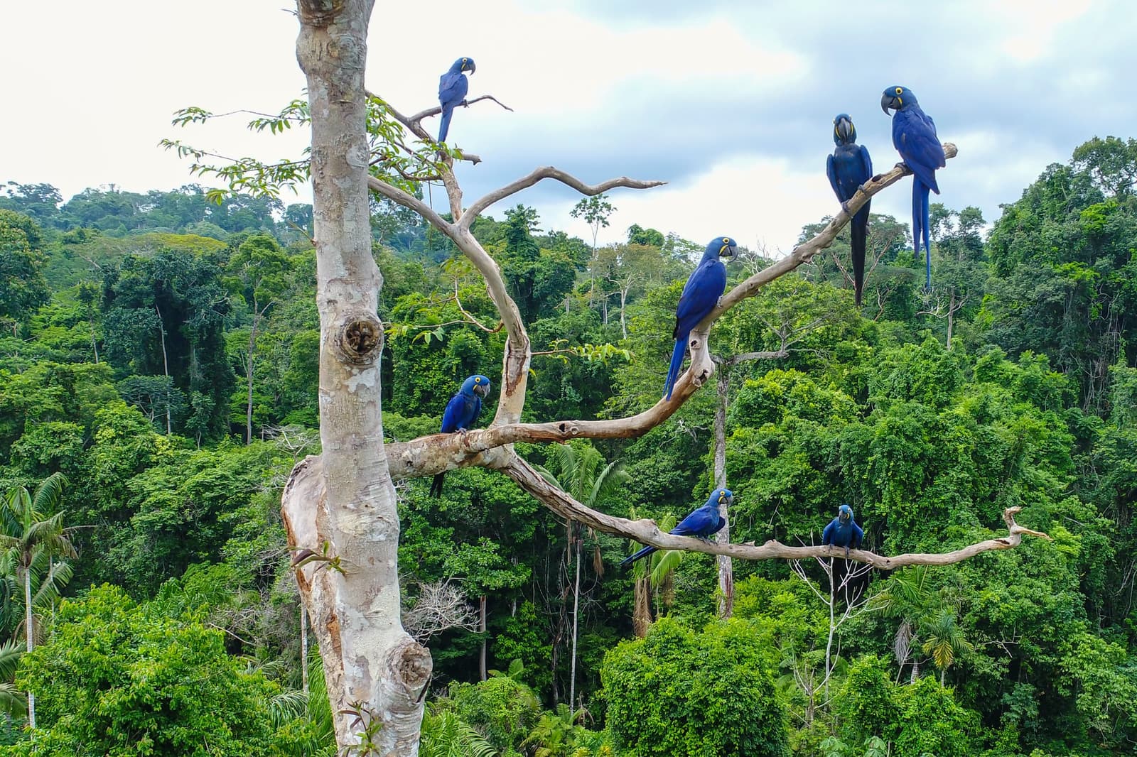 Zeven van de grootste papegaaien ter wereld, elk met een duidelijke mening over persoonlijke ruimte. Zeven hyacintara's zitten op de kale takken van een hoge boom tijdens een Pantanal-tour vanuit Cuiabá, met een dicht groen bladerdak op de achtergrond