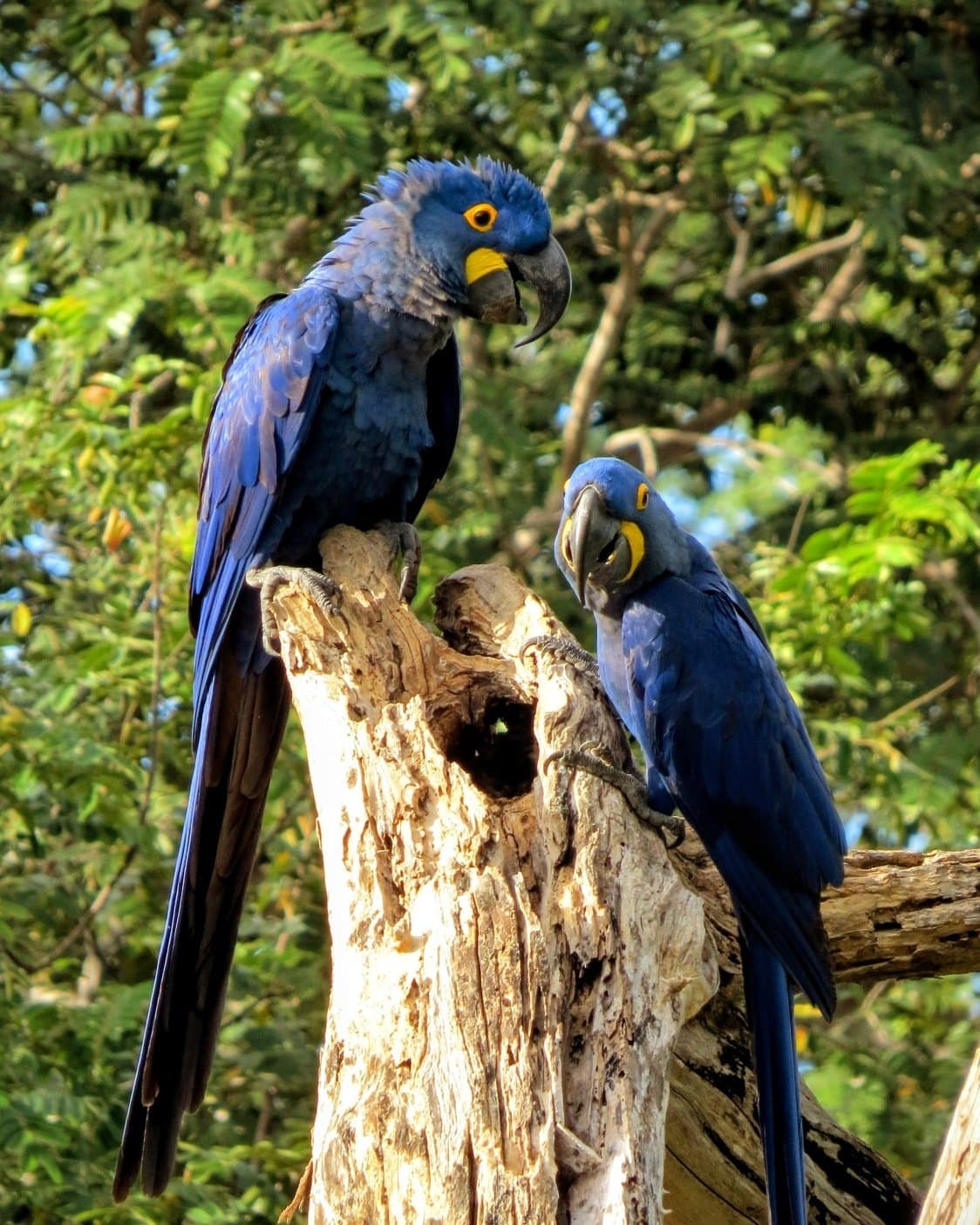 Niet zeker wie het laatste woord krijgt, maar ze zijn het er niet mee eens. Twee hyacintvogelpapegaaien met kobaltblauw verenkleed en felgele oogringen op een verweerde boomstronk tijdens een Pantanal-tour vanuit Cuiabá