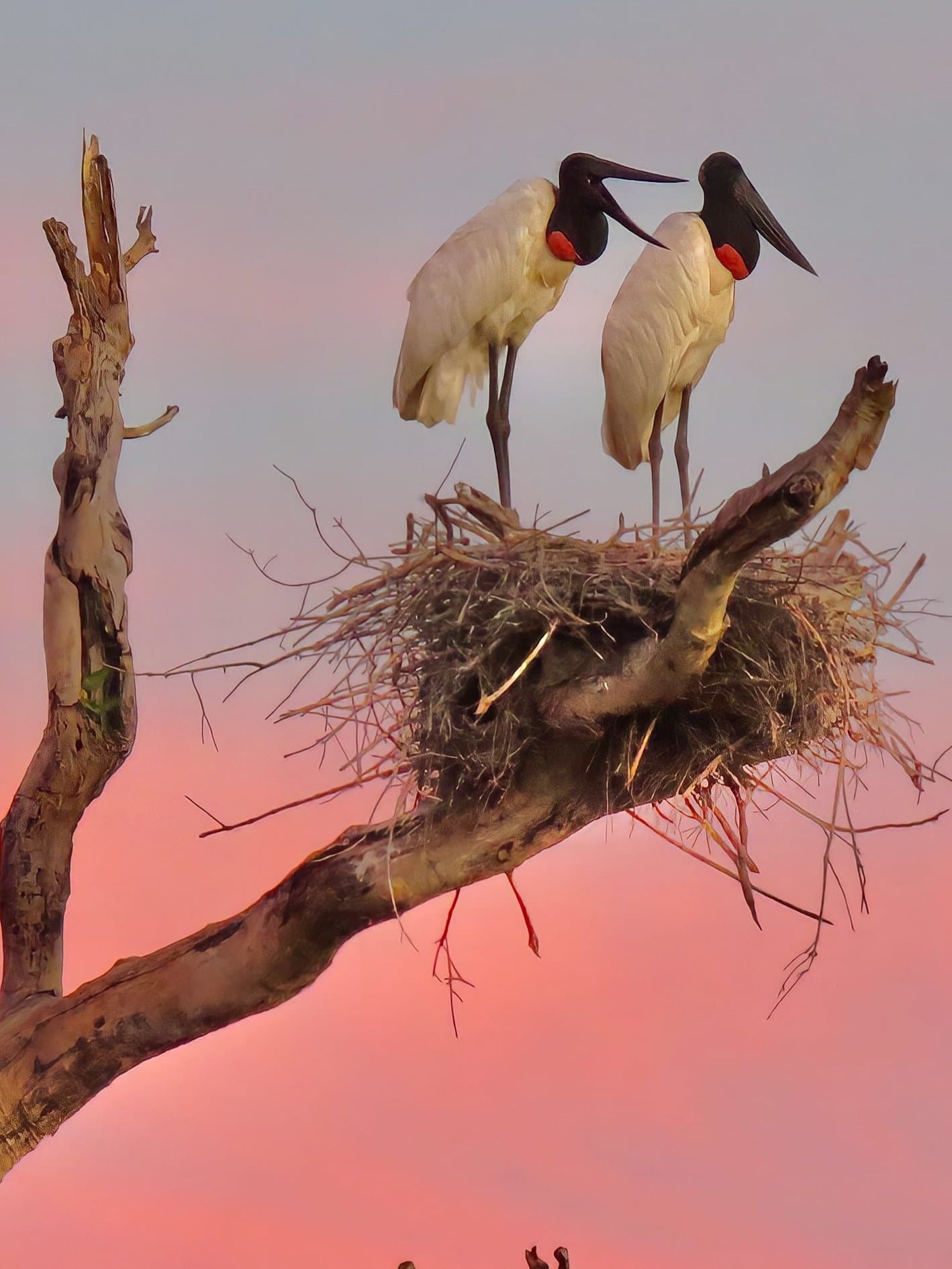 Twee jabiru's, één nest, en een roze lucht die het verhaal vertelt. Twee jabiroestoeken staan samen op een groot stokkenest bovenin een kale dode boom, hun zwarte koppen en felrode keelzakken oplichtend tegen een rozige avondlucht — een klassiek moment op een Pantanal-tour vanuit Cuiabá
