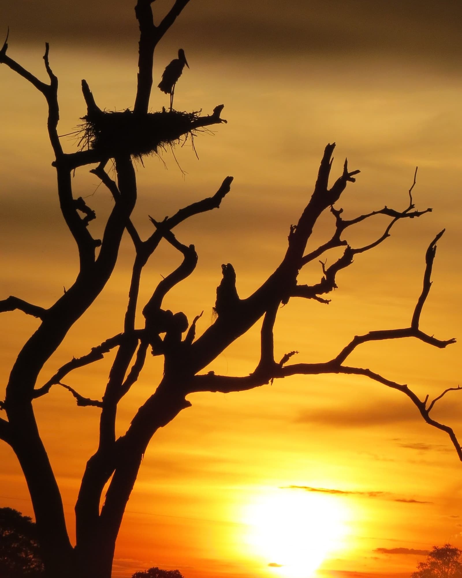 Thuis voor het donker, op de meest spectaculaire route denkbaar. Een grote waadvogel op een takkennest bovenin een kale dode boom, als silhouet tegen een vurig oranje avondrood tijdens een Pantanal-tour vanuit Cuiabá