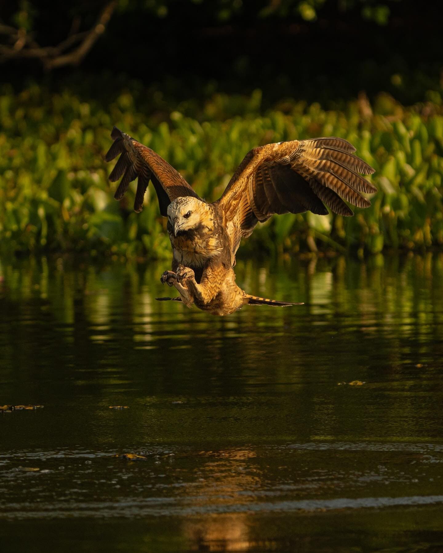 Een fractie van een seconde, een vis in de klauwen, de Pantanal maakt geen grappen. Een grote roofvogel met volledig uitgespreide vleugels zweeft laag boven een donkere, kalme rivier tijdens een Pantanal-tour vanuit Cuiabá, klauwen uitgestrekt vlak voor het raken van het wateroppervlak, met weelderige groene waterplanten badend in warm gouden licht op de achtergrond