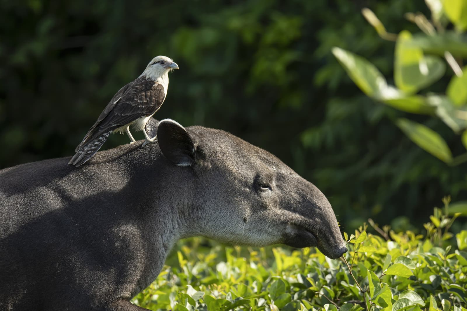 De tapir eet, de caracara geniet van het uitzicht. Prima deal. Een geelkopcaracara zit op de rug van een tapir die groene struiken afgraast — een zeldzame gedragsscène tijdens een Pantanal-tour vanuit Cuiabá