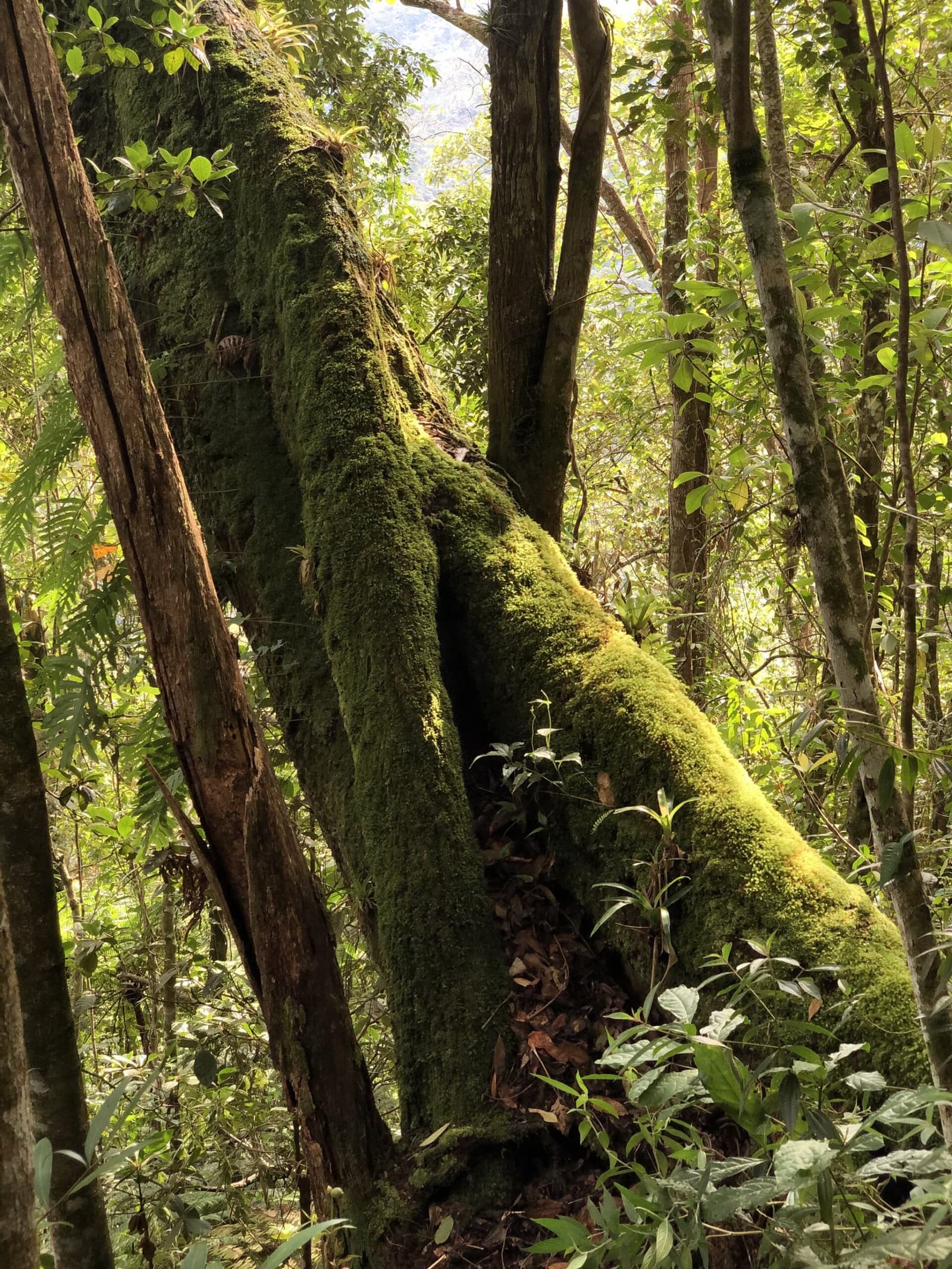 Caído faz tempo, mas ainda sustenta muita vida ao redor. Musgo verde espesso cobre o tronco bifurcado e as raízes de uma grande árvore na trilha do Vale do Pati, cercada por vegetação tropical densa