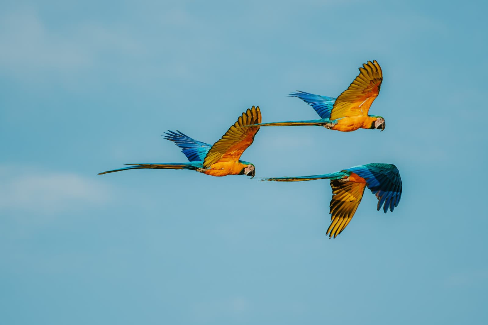 Trois aras, un ciel, et une formation digne d'une équipe rodée. Trois aras bleu-et-jaune en plein vol sous un ciel bleu lumineux à la Pousada Trijunção dans le Cerrado brésilien