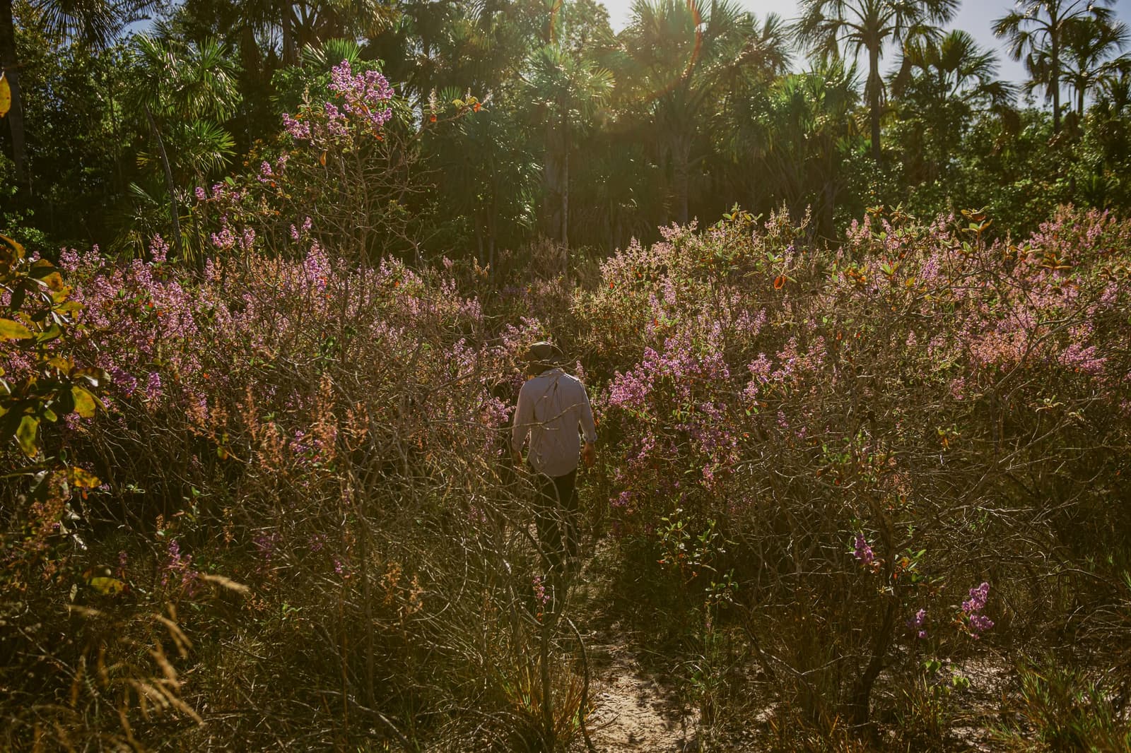 Le cerrado fleurit quand il veut, et le randonneur suit le mouvement. Un randonneur solitaire coiffé d'un chapeau avance sur un sentier étroit bordé d'arbustes en fleurs roses sur le sentier botanique de la Pousada Trijunção, avec des palmiers du Cerrado illuminés en contre-jour
