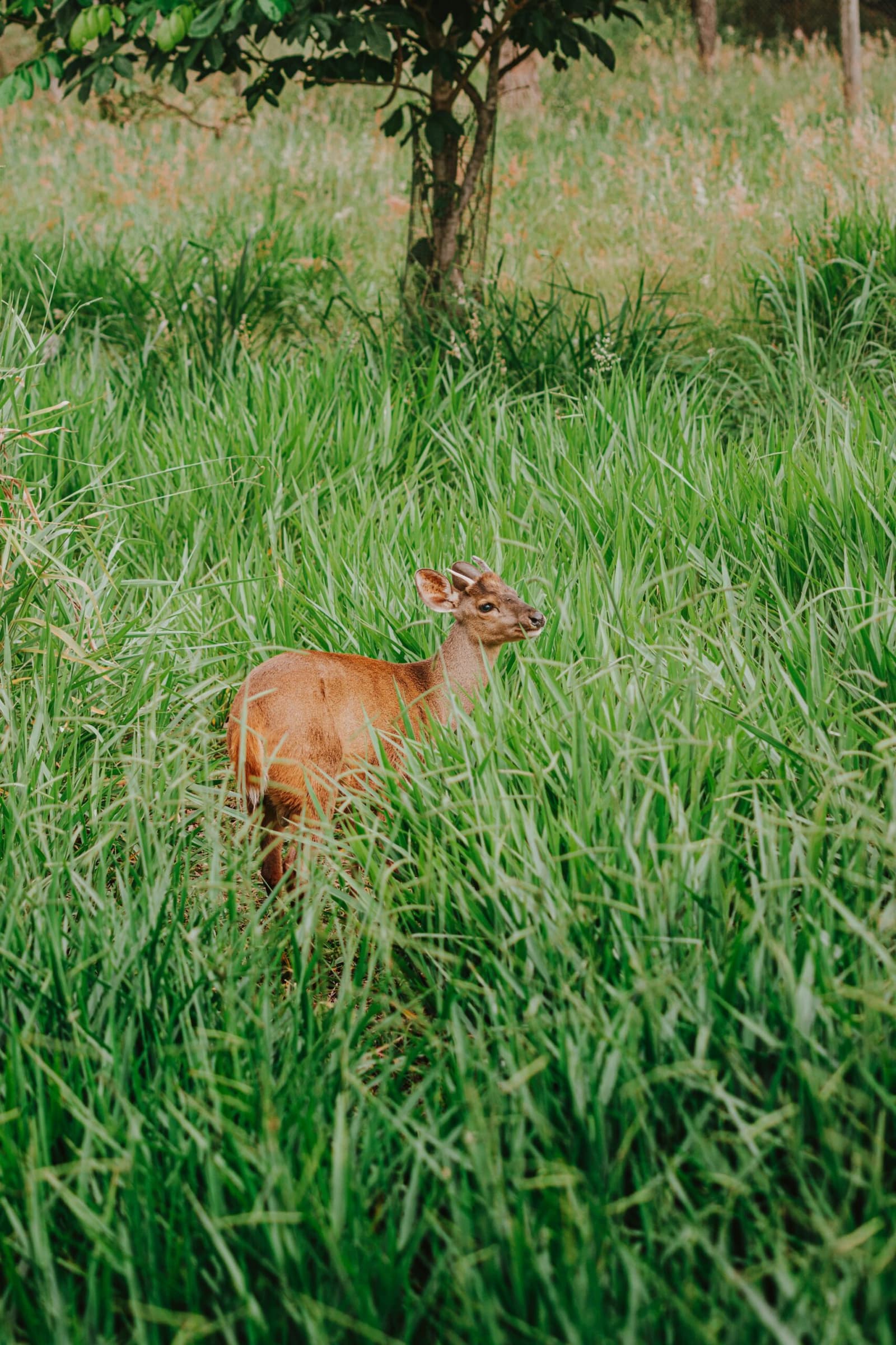 Une seconde d'hésitation dans l'herbe haute, puis il repart comme si de rien n'était. Un jeune cerf se tient aux aguets dans les hautes herbes vertes près d'un arbre à la Pousada Trijunção, au cœur du Cerrado