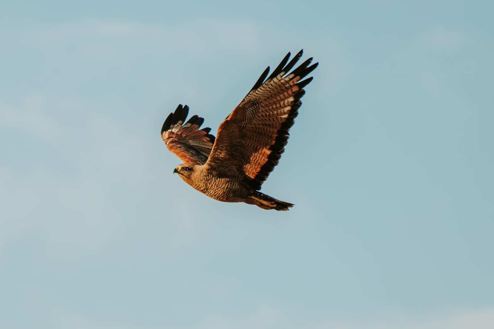 Les courants chauds du Cerrado font tout le travail, lui profite. Un rapace au plumage brun et roux plane toutes ailes déployées dans le ciel bleu pâle au-dessus de la Pousada Trijunção dans le Cerrado