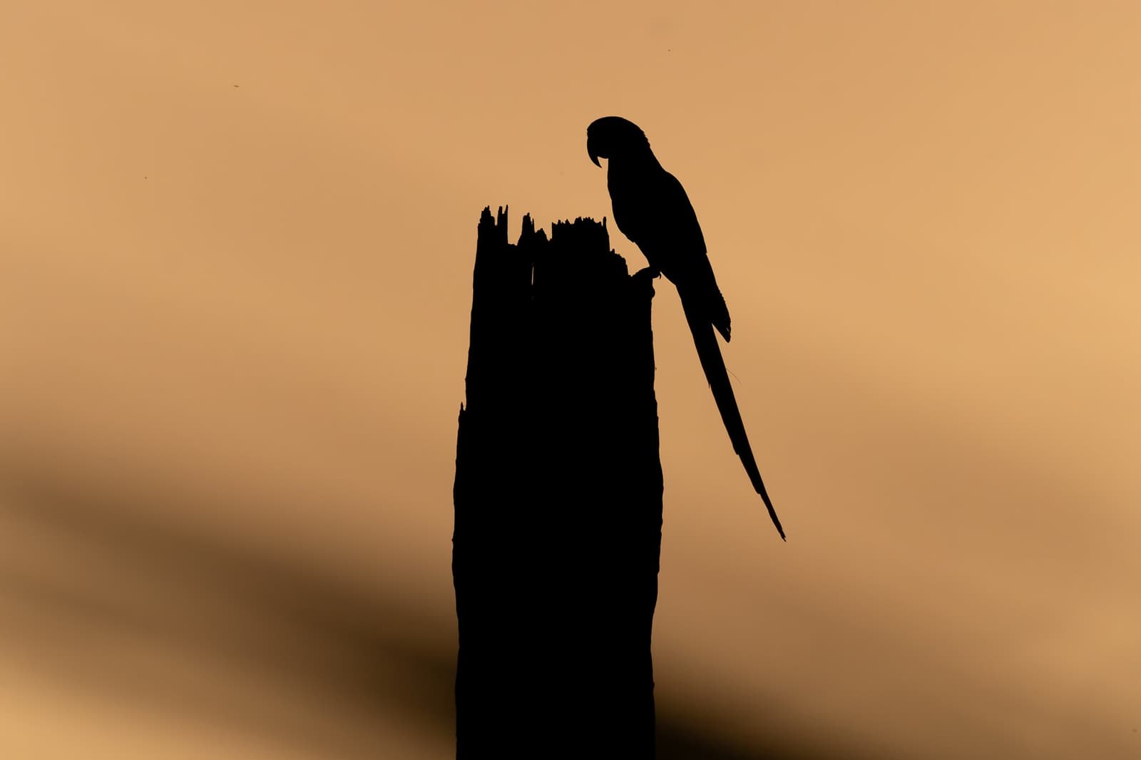 Une ara, une souche, et tout le Cerrado en fond de scène. Silhouette d'un ara perché sur un tronc mort patiné se découpant sur un ciel de coucher de soleil ambré à la Pousada Trijunção