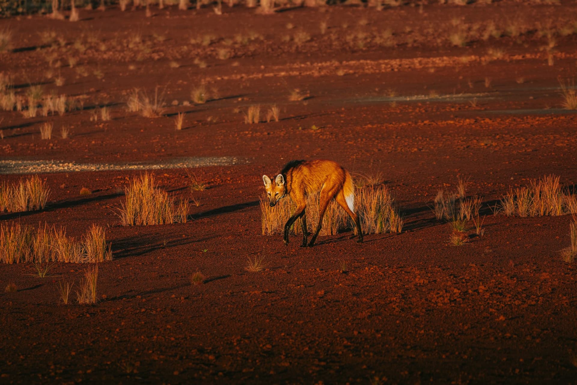 Cerrado sauvage du Brésil à la Pousada Trijunção Cerrado sauvage du Brésil à la Pousada Trijunção
