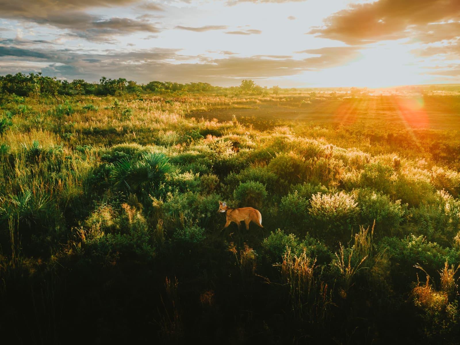 Le loup à crinière au crépuscule, souverain et peu impressionnable. Un loup à crinière se tient parmi les buissons verts du cerrado de la Pousada Trijunção, baigné d'une lumière dorée de coucher de soleil sur une vaste savane