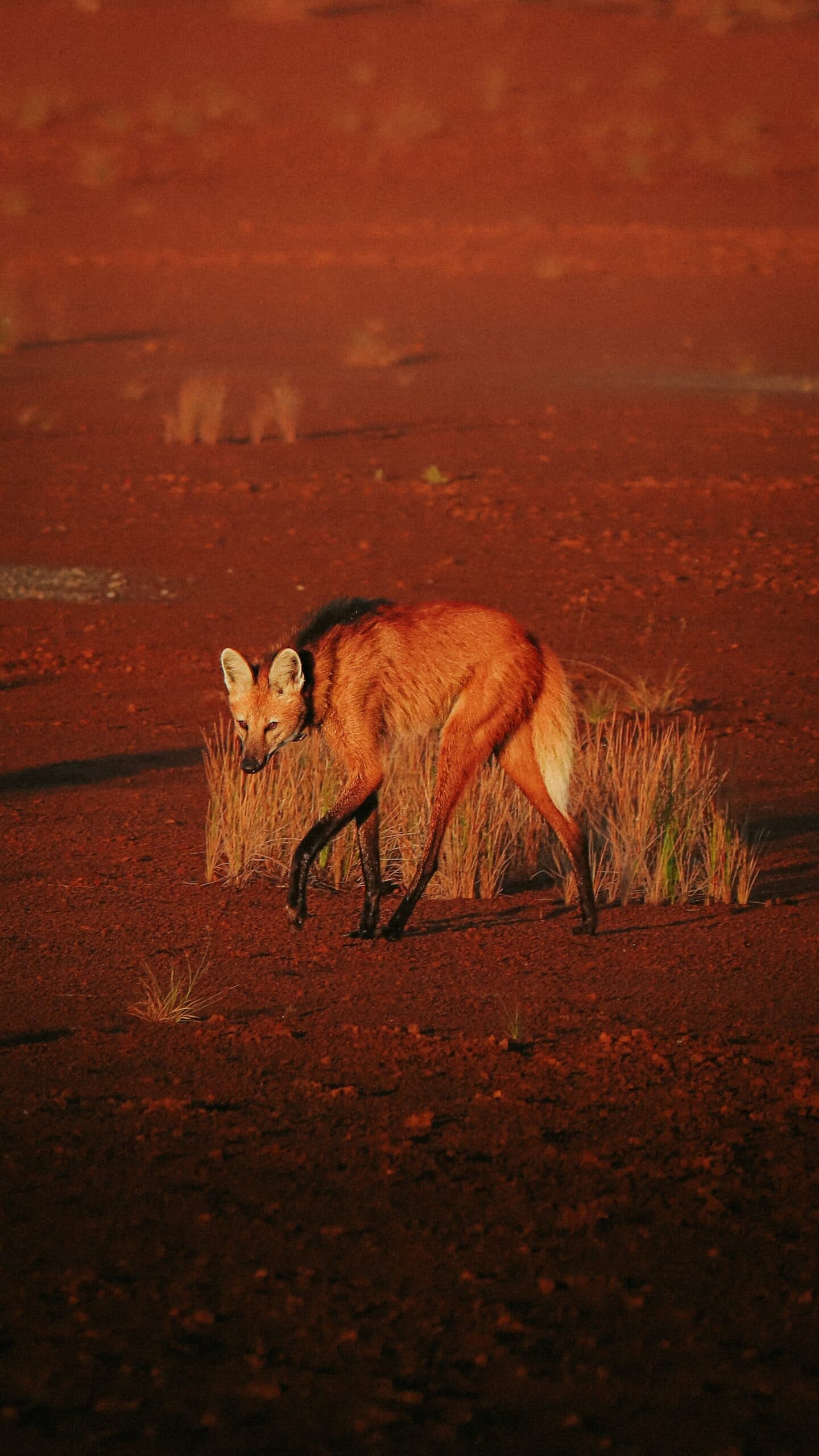 Solitaire et à son propre rythme, le loup à crinière possède le Cerrado comme personne. Un loup à crinière au pelage roux et aux pattes noires traverse le sol latéritique rouge de la Pousada Trijunção, avec de petites touffes d'herbe sèche à ses pieds