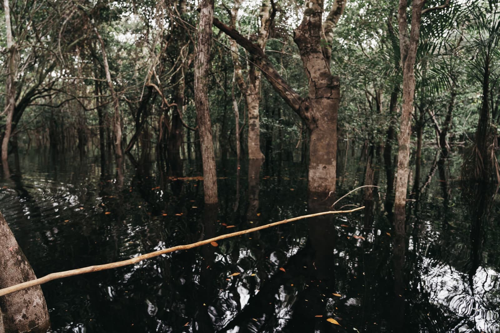 The river doesn't stop at the bank here. It just keeps going, tree by tree. Dark tannin-stained water flooding the base of tall trees in an igapó forest, seen from a canoe on an untamed Amazon cruise