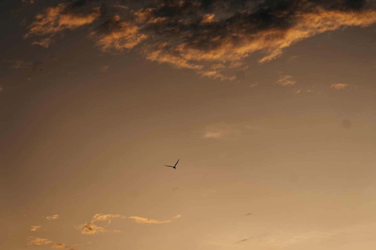 Ein Vogel, der ganze Himmel, der Amazonas-Abend rückt alles ins rechte Licht. Ein einzelner Vogel als Silhouette vor einem warmen bernsteinfarbenen Sonnenuntergang während der Untamed Amazon Cruise