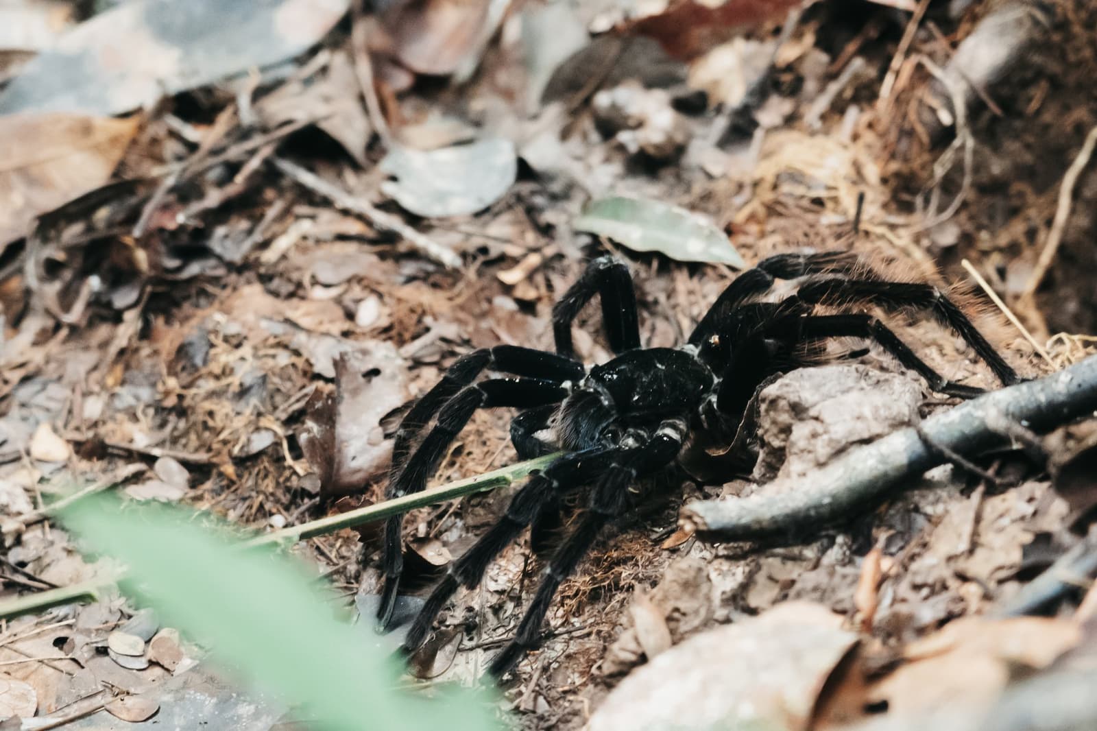 Acht Beine, null Interesse an Smalltalk, und das ist völlig in Ordnung. Eine große schwarze Vogelspinne mit behaarten Beinen ruht auf trockenem Laub und nacktem Boden im Amazonas-Regenwald