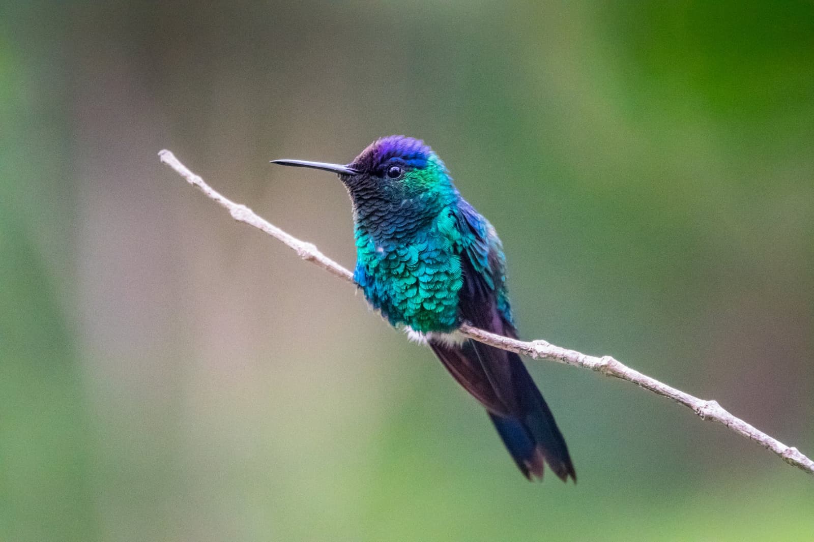 A Chapada Diamantina guarda pássaros assim, pequenos, rápidos e impossíveis de ignorar. Um beija-flor iridescente com coroa violeta e plumagem verde-azulada pousado em um galho fino contra um fundo verde desfocado
