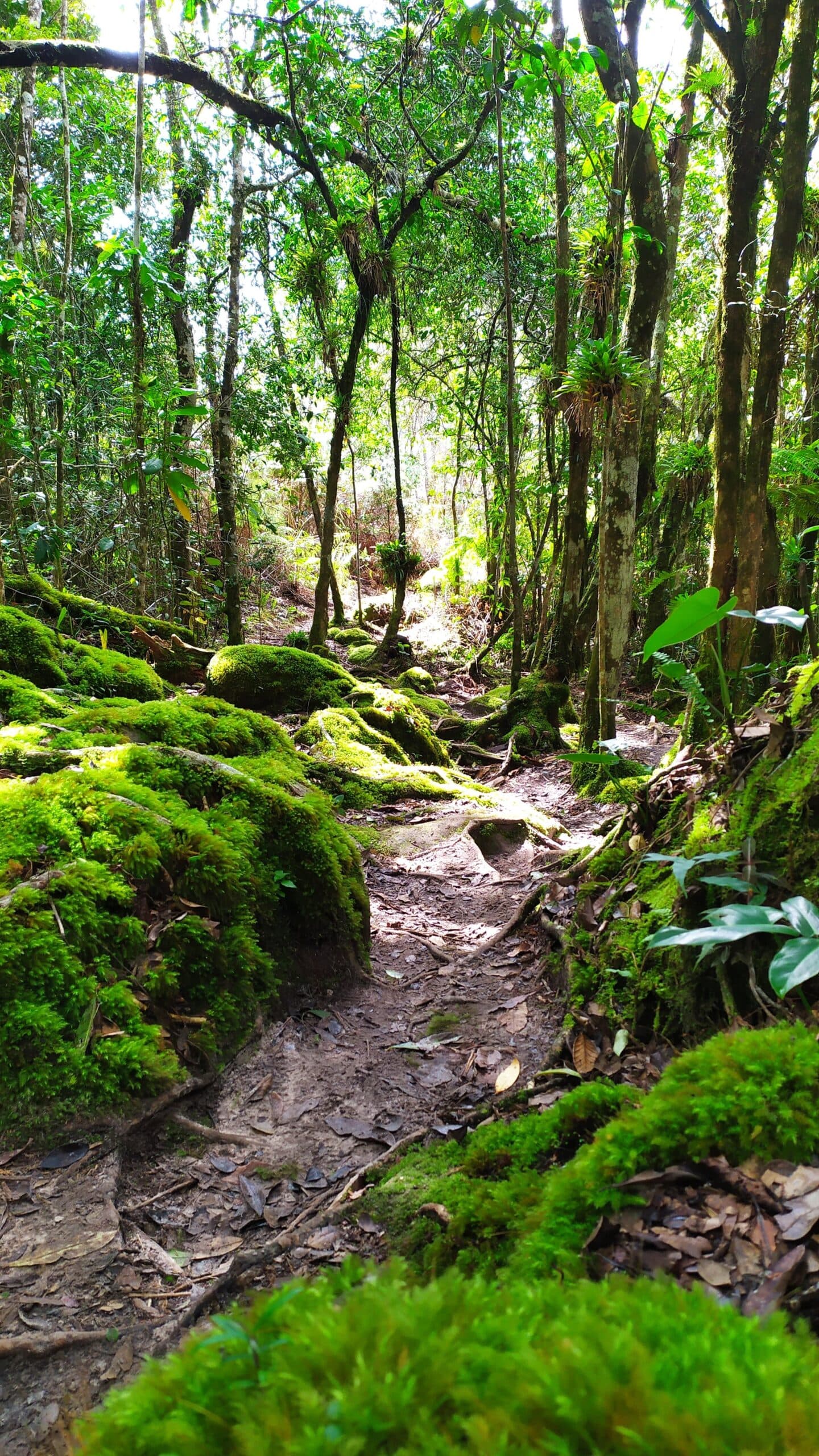 Cada pedra com musgo é um convite para andar mais devagar. Uma trilha de terra estreita no Vale do Pati Trek serpenteia entre rochas cobertas de musgo e árvores delgadas, com luz filtrada atravessando a copa da mata