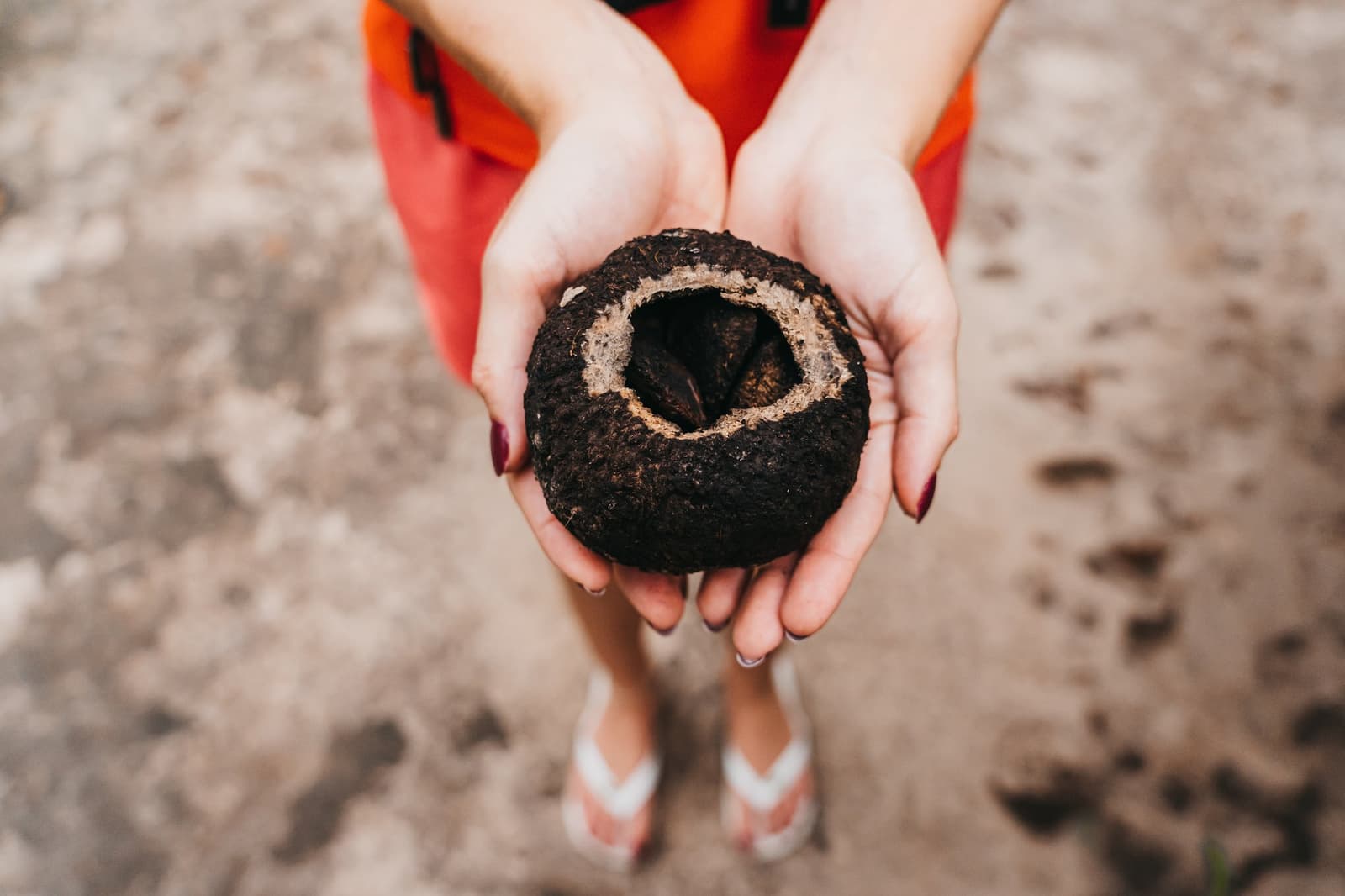 Klein, schwer und voller Geschichte, der Wald hat immer etwas zu zeigen. Zwei Hände halten eine dunkle, runde Buriti-Palmfrucht mit geöffneter Spitze, sodass die Samen sichtbar sind
