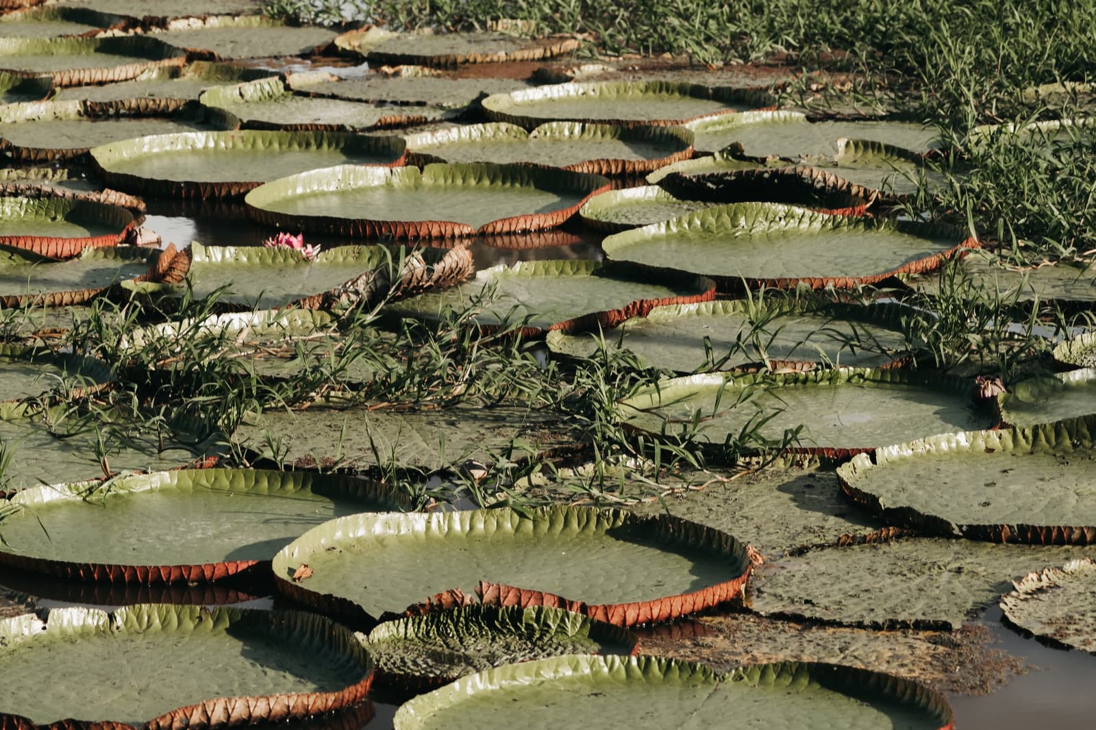 Tischplatten aus Natur, direkt gewachsen. Dicht gedrängte riesige Victoria-Seerosenblätter mit rostrotem Rand und kleinen rosa Blüten bedecken ein flaches Gewässer auf einer Amazonas-Kreuzfahrt in Brasilien