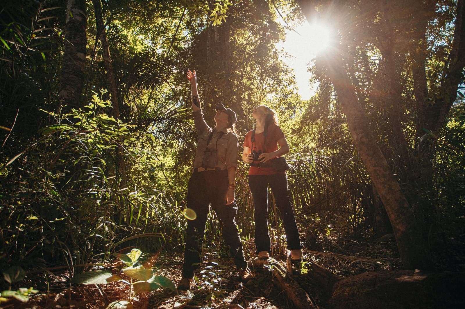 A good guide reads the forest like a text; your job is just to look up. A guide points upward into the forest canopy while a visitor holding binoculars looks up beside them, sunlight bursting through the trees on a guided walk during a luxury Pantanal and Amazon trip