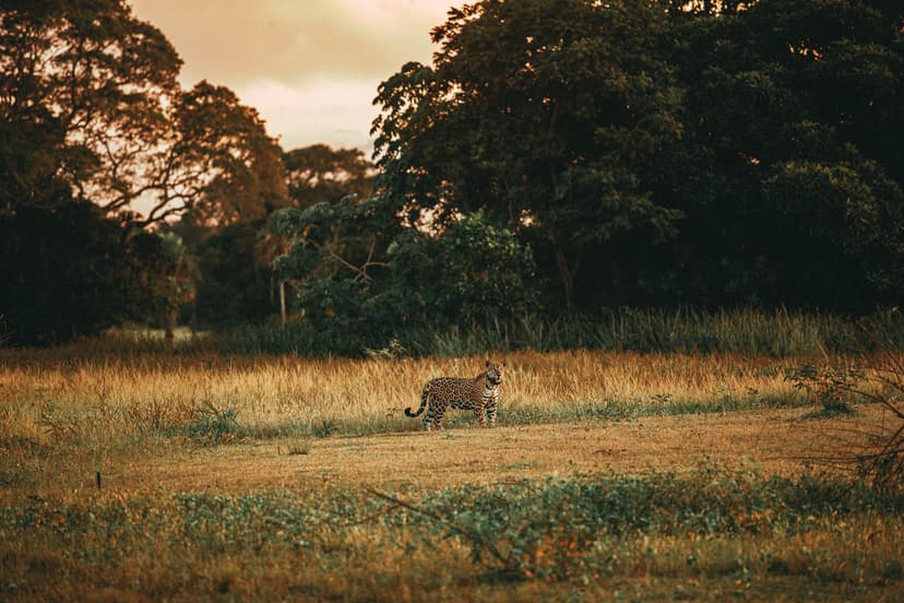 A jaguar stands alert in open golden grassland on a luxury Pantanal and Amazon trip, pausing at the edge of dense tropical woodland under a warm dusk sky A jaguar stands alert in open golden grassland on a luxury Pantanal and Amazon trip, pausing at the edge of dense tropical woodland under a warm dusk sky