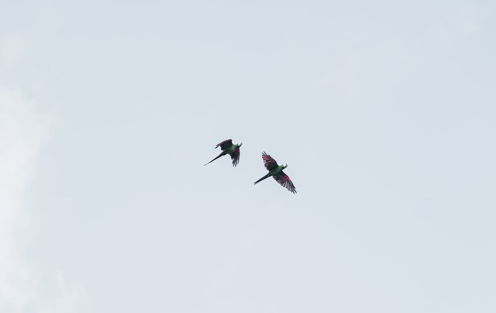 Two parrots, one sky, no agenda, the forest sets the schedule. Photo 1