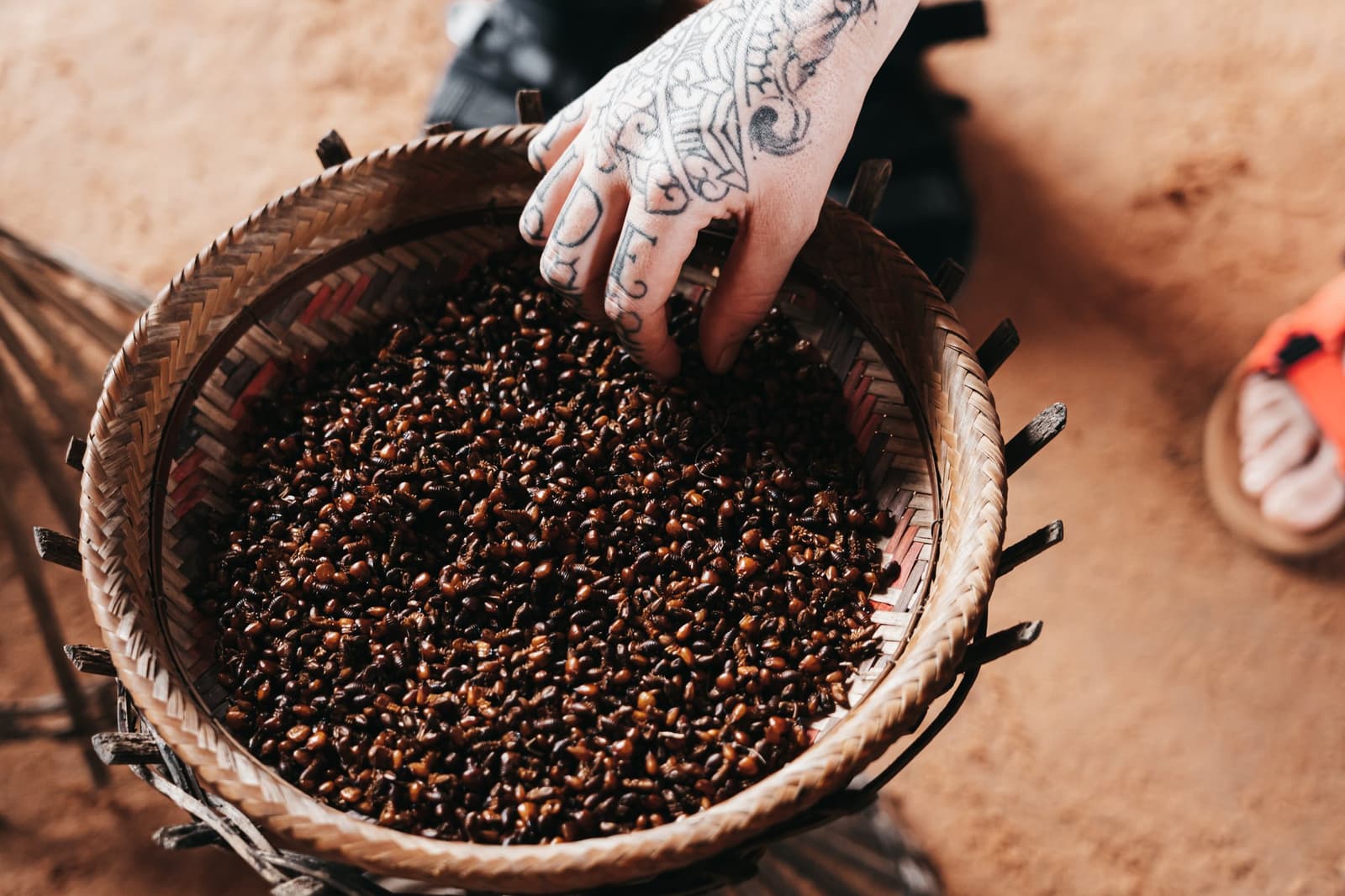 Ein bisschen Mut, ein bisschen Neugier, und dann: überraschend gut. Eine tätowierte Hand greift in einen geflochtenen Korb voller gerösteter Insekten bei einem traditionellen Erlebnis auf einer Amazonas-Kreuzfahrt in Brasilien