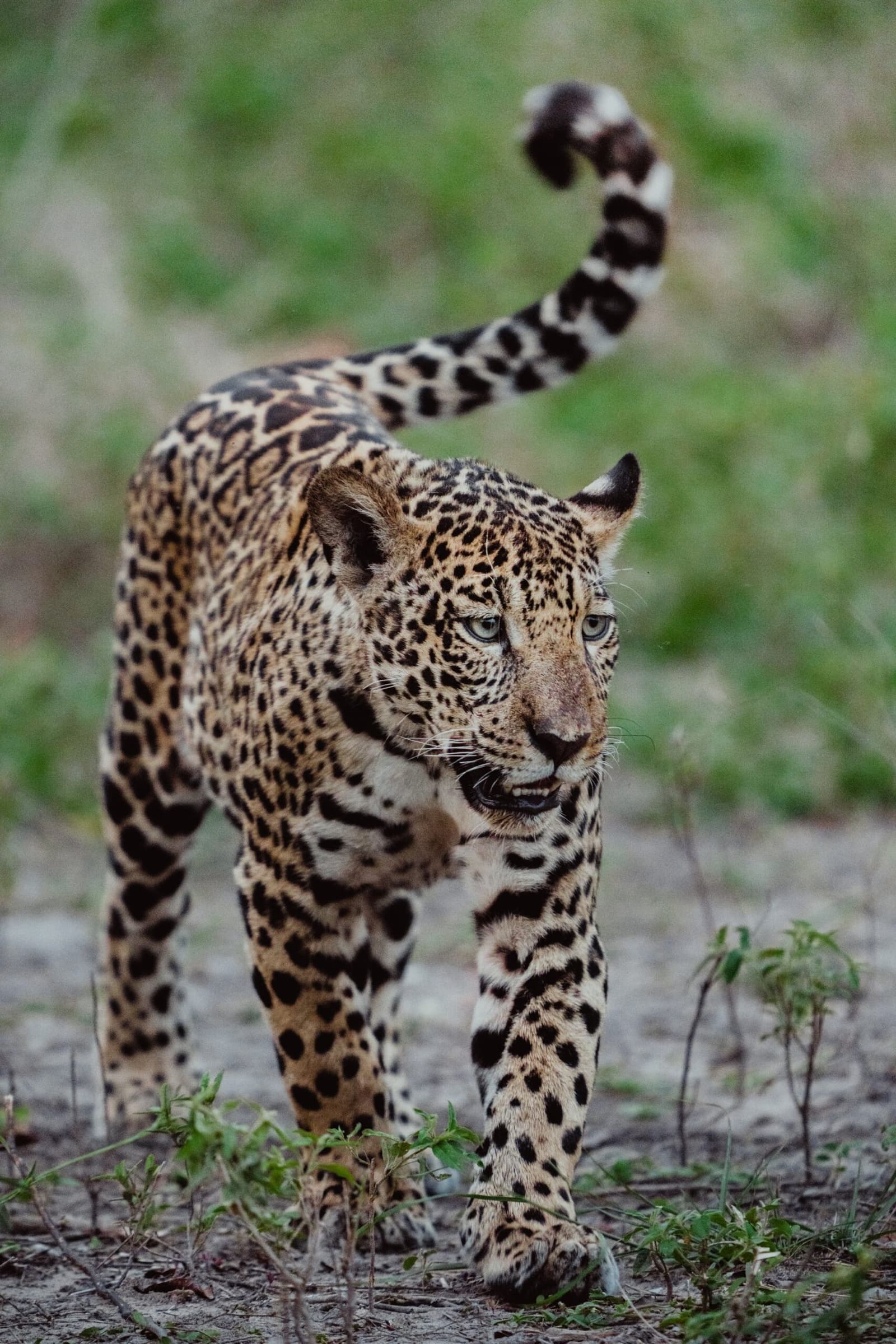 Tail up, eyes locked on you. This one knows exactly who is watching. A jaguar walking directly toward the camera on a dirt path, tail curled high, rosette-patterned coat in sharp focus against a soft green background, on a luxury Pantanal and Amazon trip safari