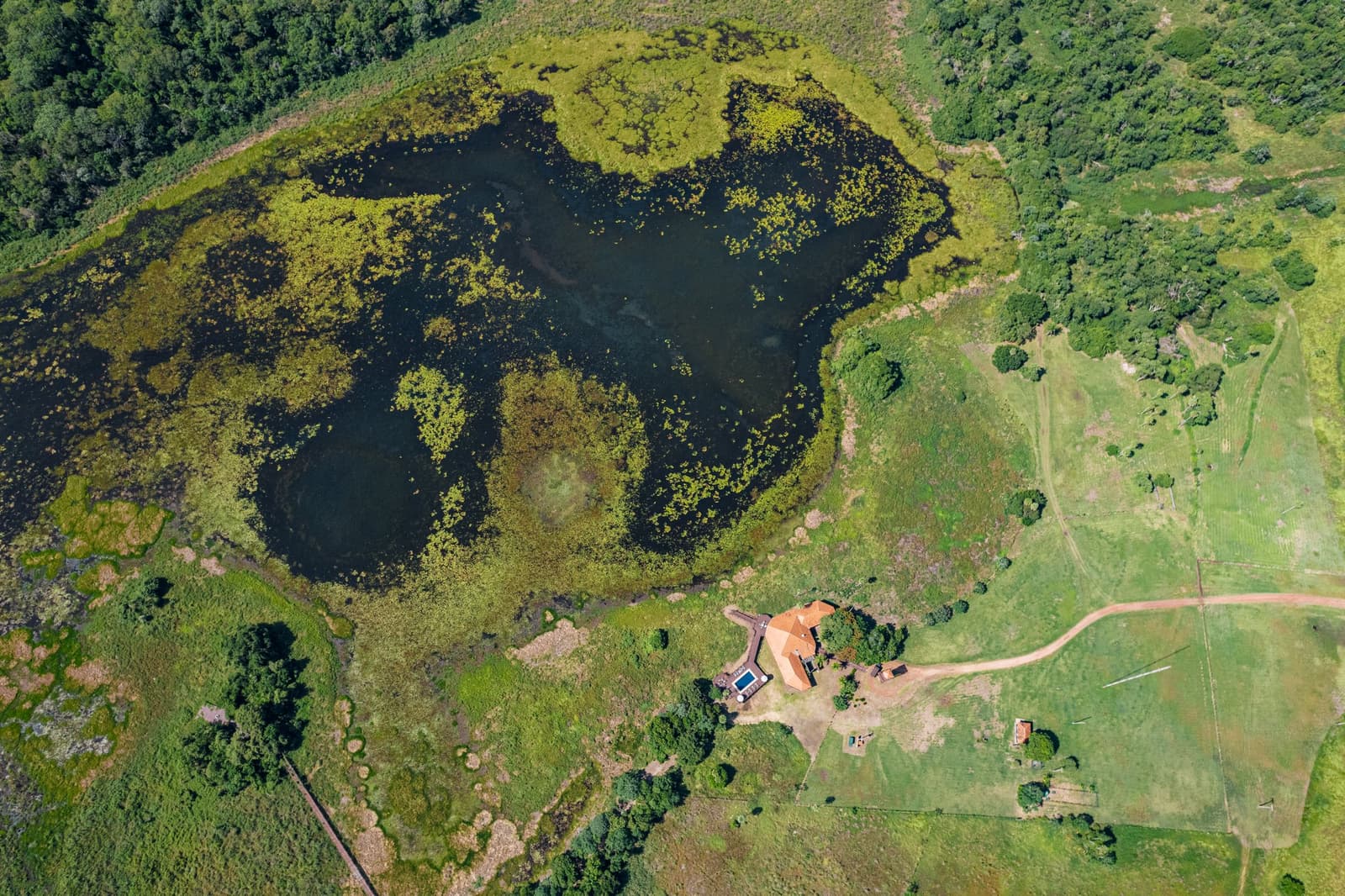 From up here, the lodge looks like a footnote to the lagoon, and honestly, that feels right. Photo: Felipe Castellari Aerial view of a dark, aquatic-plant-covered wetland lagoon beside a small red-roofed lodge surrounded by open pasture and gallery forest, part of a luxury Pantanal and Amazon trip itinerary