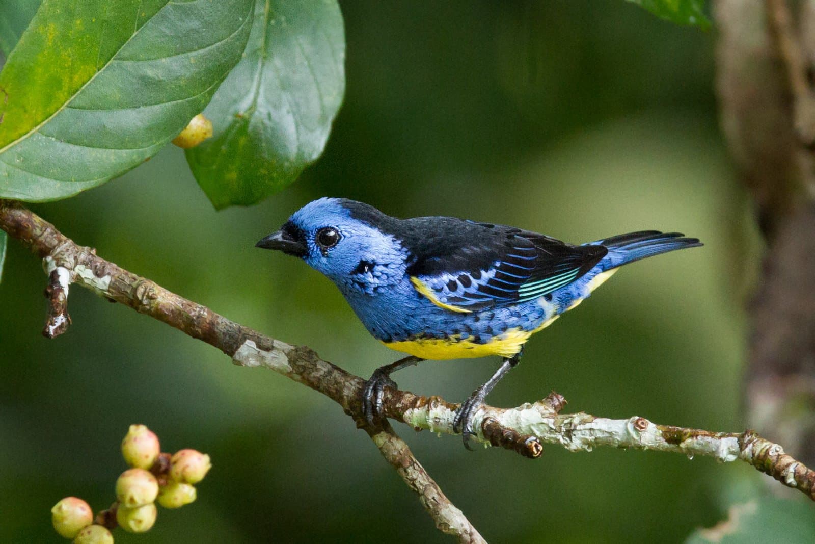 Small bird, big personality, this one knows it. Photo: Alex Da Riva A blue-and-yellow tanager perched on a lichen-covered branch amid green foliage, spotted during a luxury Pantanal and Amazon trip