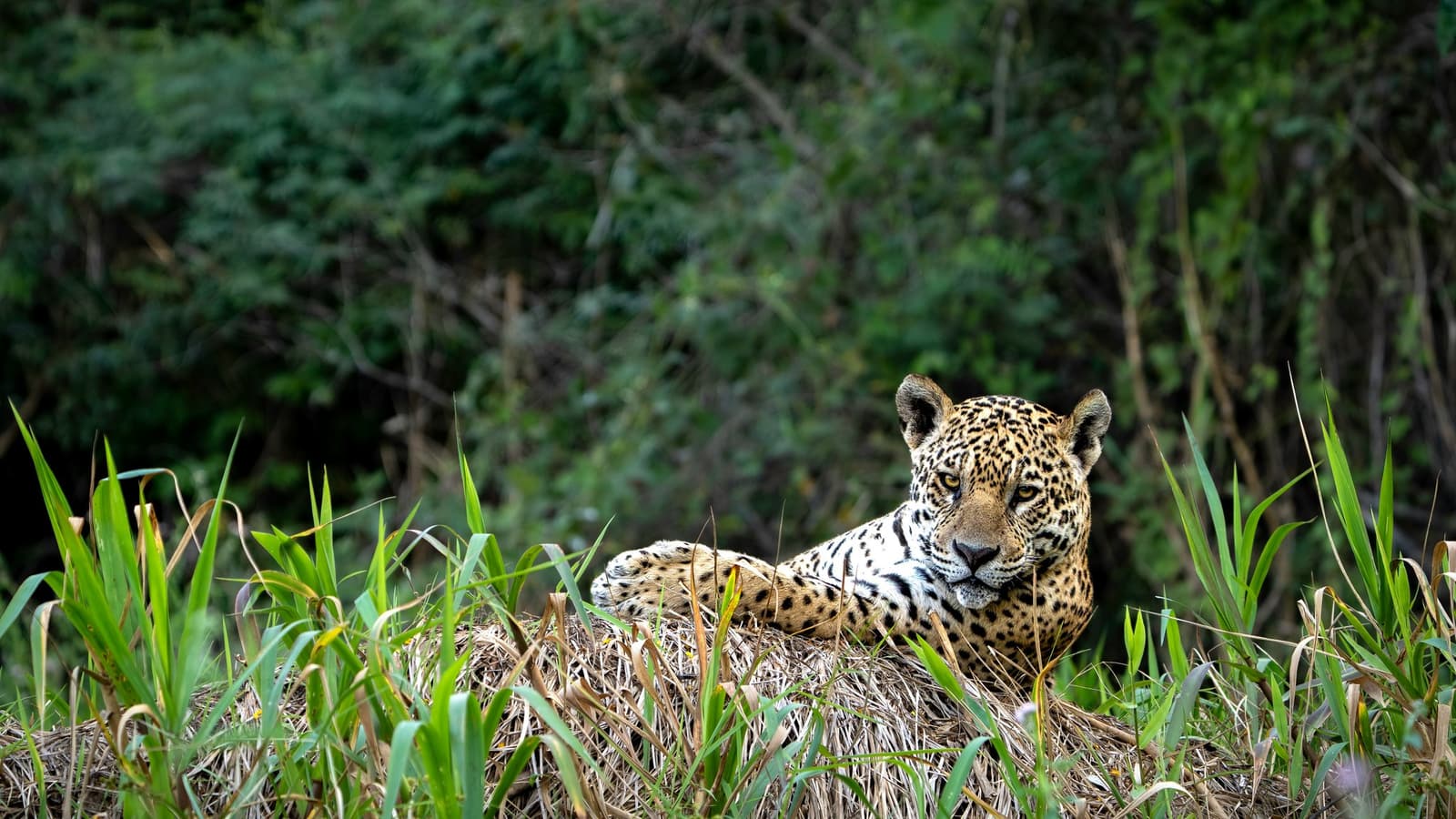 Unhurried, unbothered, and very much in charge of the riverbank. A wild jaguar rests on a grassy mound along a riverbank, gazing directly at the camera, surrounded by tall green reeds and dense forest on this amazon and pantanal tour