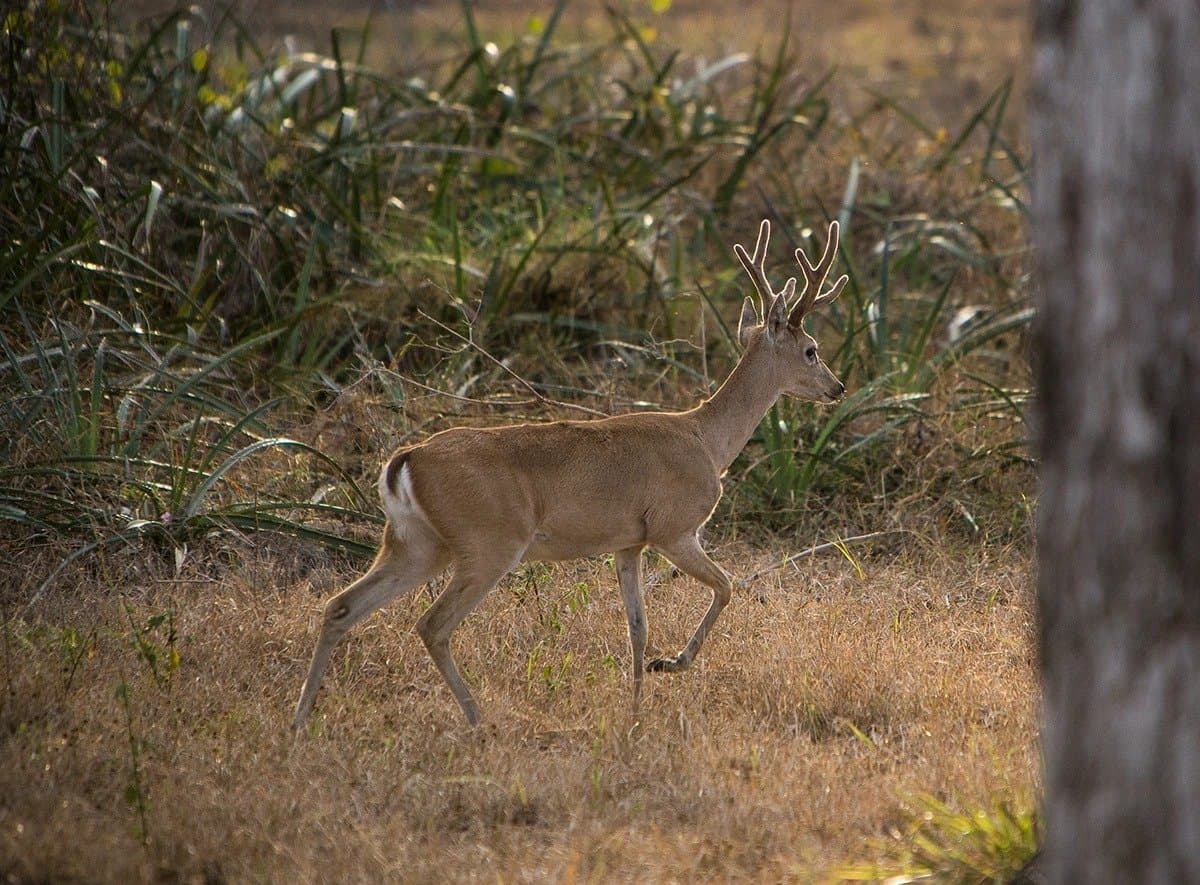 Quick and quiet, this buck has somewhere to be. A male deer with velvet antlers trotting through dry savanna grassland on an amazon and pantanal tour, with dense green shrubs behind him catching the warm side light