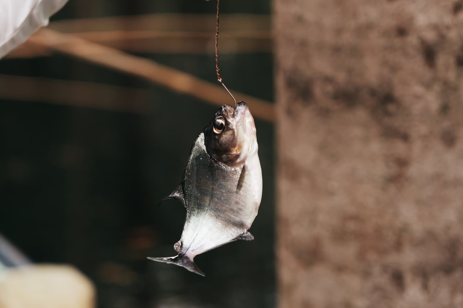 Handangeln auf dem Rio Negro, so alt wie der Fluss selbst. Ein kleiner silberner Fisch hängt an einem Angelhaken beim traditionellen Fischen auf einer Luxus-Amazonas-Kreuzfahrt in Brasilien