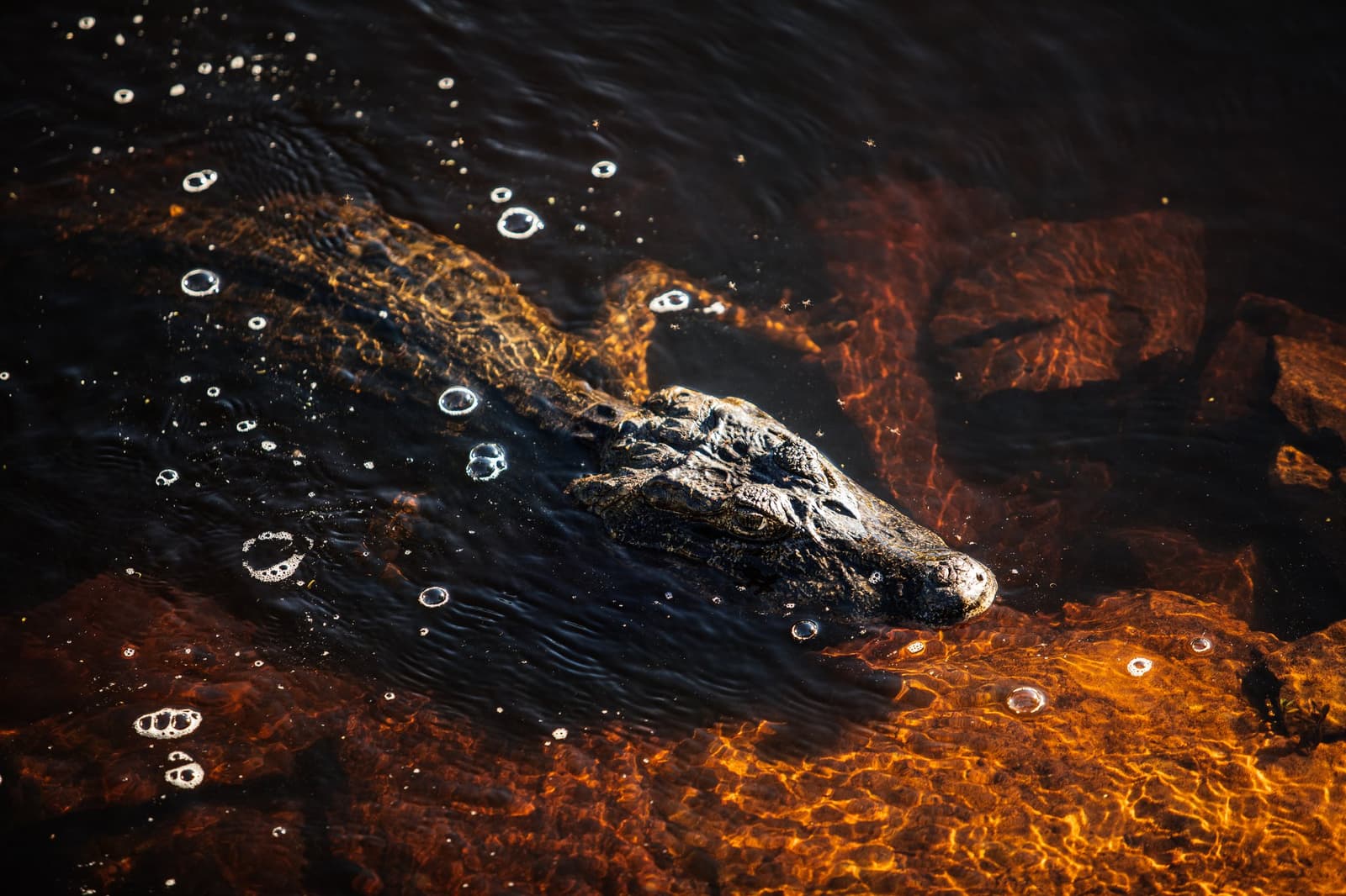 Patient, ancient, and completely unbothered by your presence. A caiman gliding just below the surface of dark tannin-rich water on a luxury Pantanal and Amazon trip, its textured head and back lit by warm golden light filtering through the shallows, surrounded by delicate air bubbles