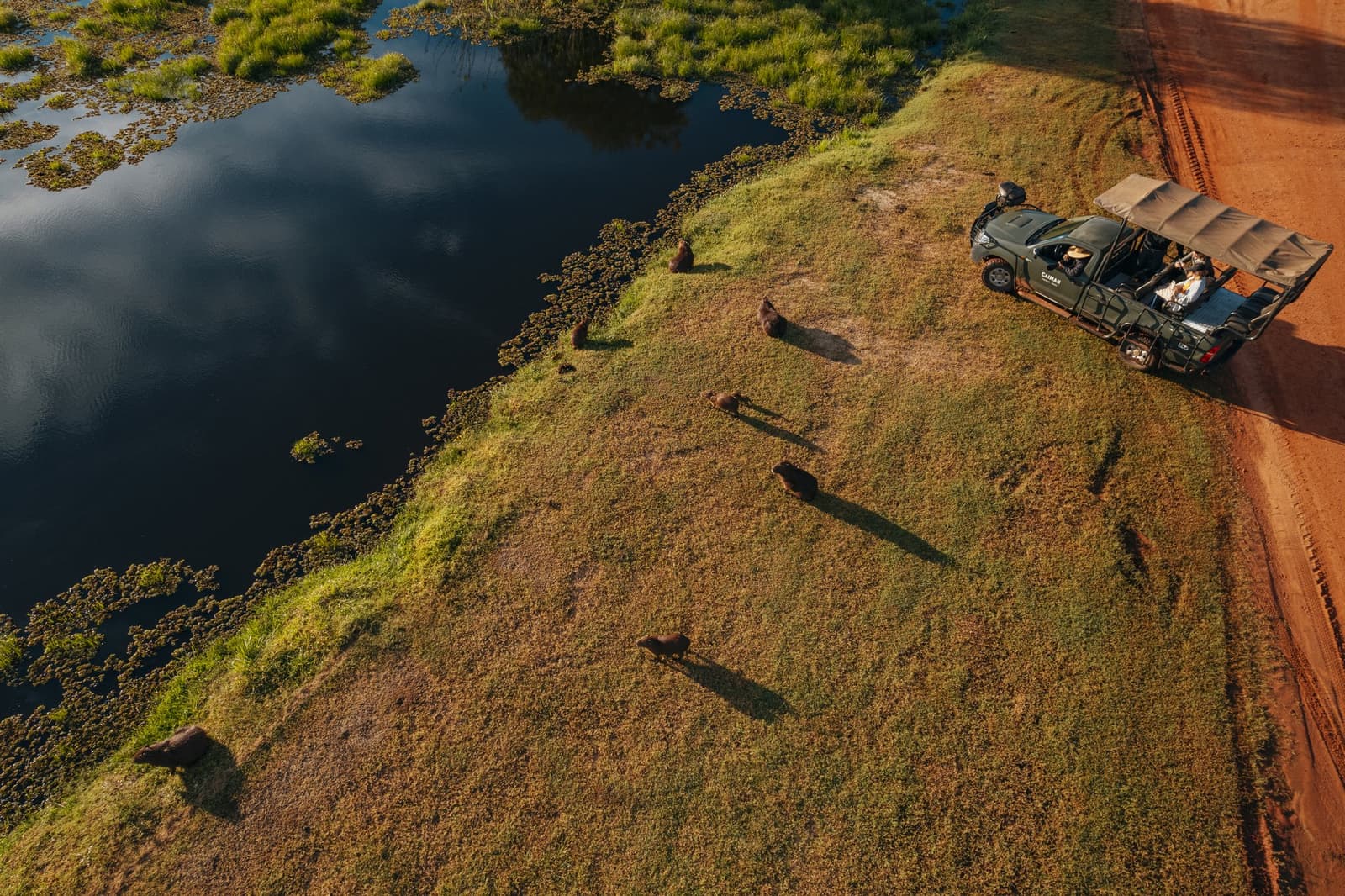 Six capybaras, one safari truck, and a drone that put it all in perspective. Photo: Felipe Castellari Aerial view of a group of capybaras grazing along a dark lagoon edge beside a open safari 4x4 vehicle on a red dirt road during a luxury Pantanal and Amazon trip at golden hour
