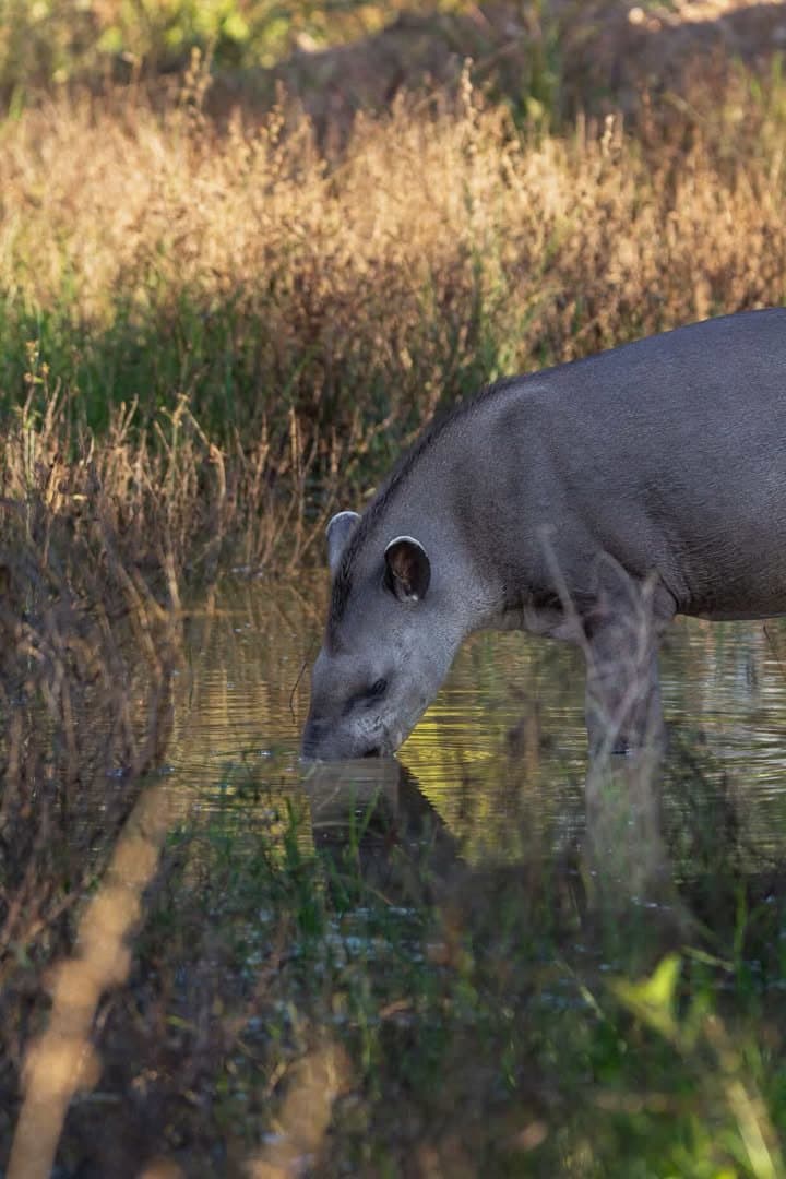 Unhurried, thorough, completely unaware you are watching. Tapirs do their own thing. A South American tapir lowering its head to drink from a shallow pool on this luxury Pantanal and Amazon trip, surrounded by dry golden grass in warm evening light