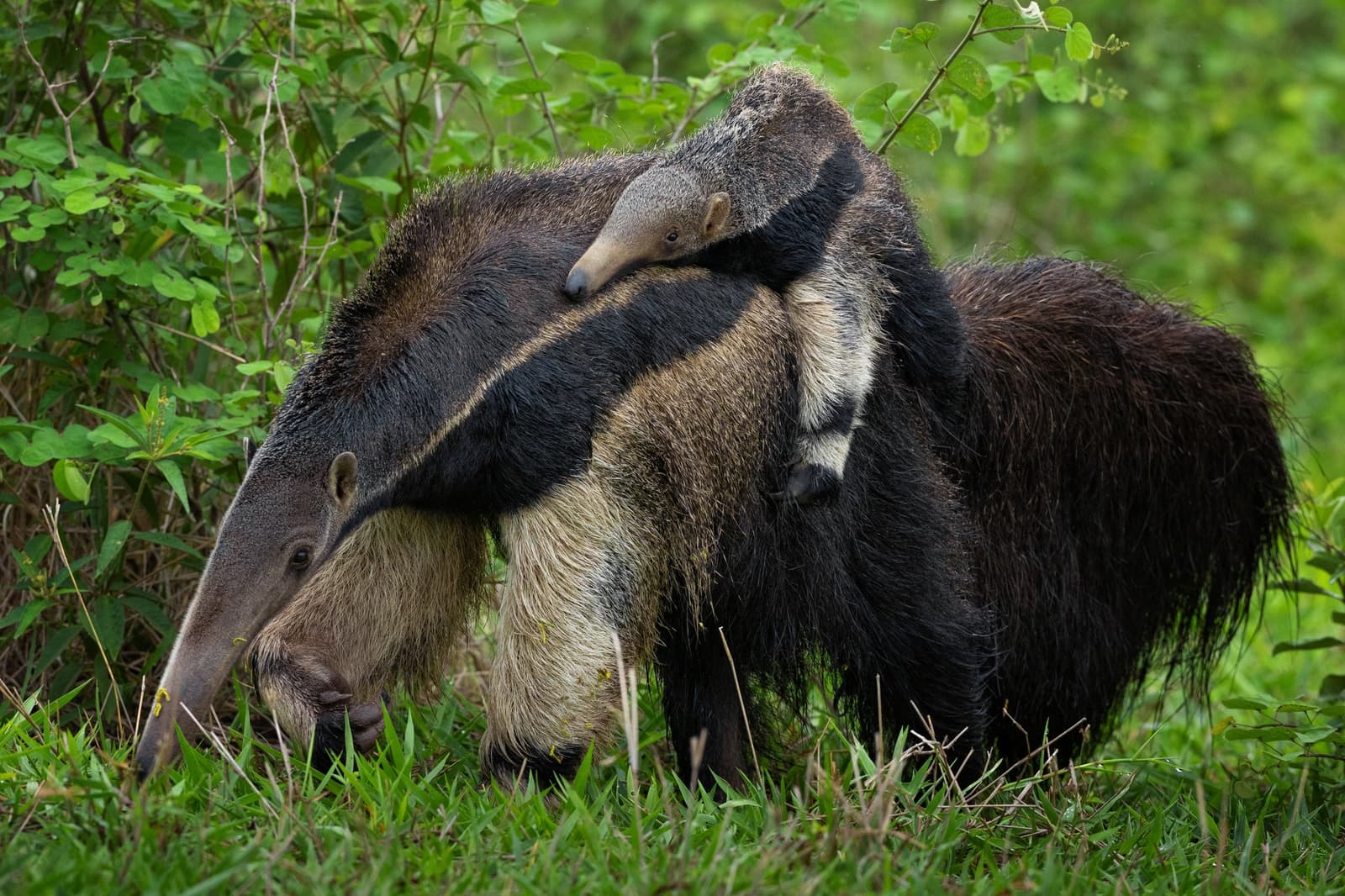 Camouflage as a parenting strategy: the pup's markings line up with mom's so well it almost disappears. A giant anteater carries its young pup on its back through green scrubland on a luxury Pantanal and Amazon trip, the baby's markings mirroring its mother's coat almost perfectly